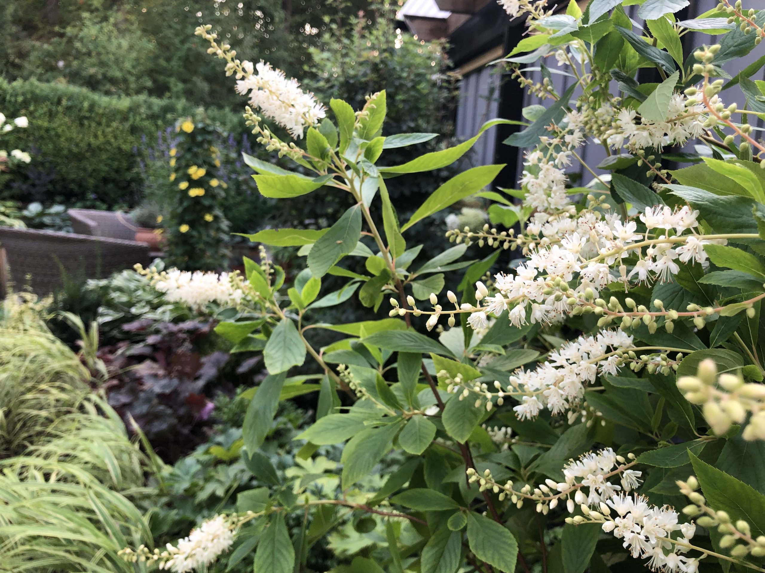 Natalia Lindberg Trädgårdsdesign - Clethra alnifolia konvaljbuske