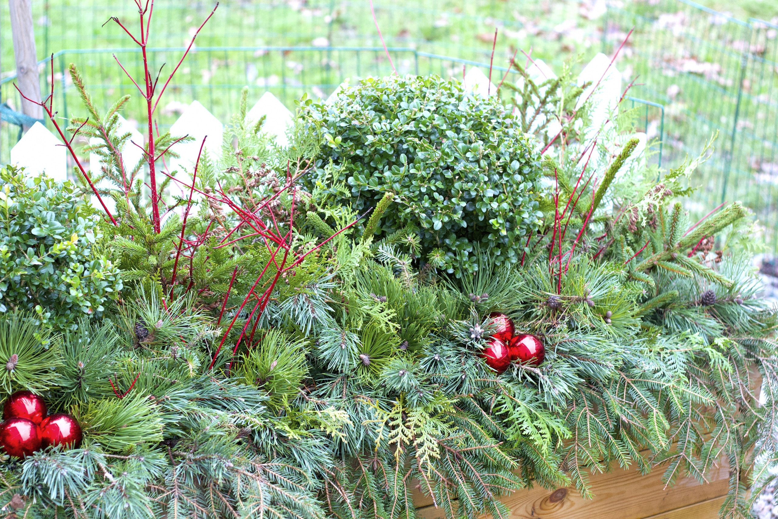 natalia lindberg trädgårdsdesign buxbom klot vinter