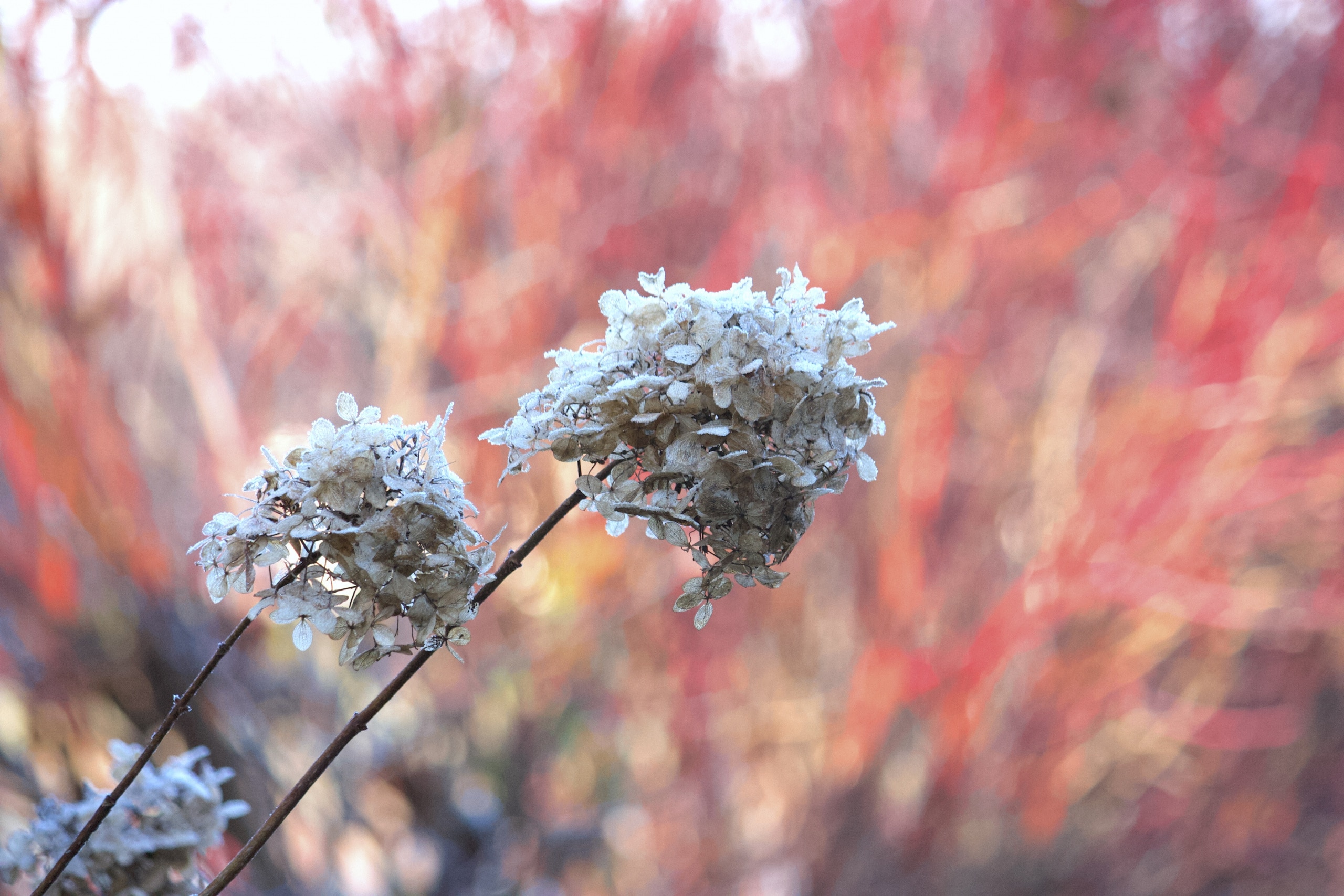 natalia lindberg trädgårdsdesign Hortensia limelight vinter