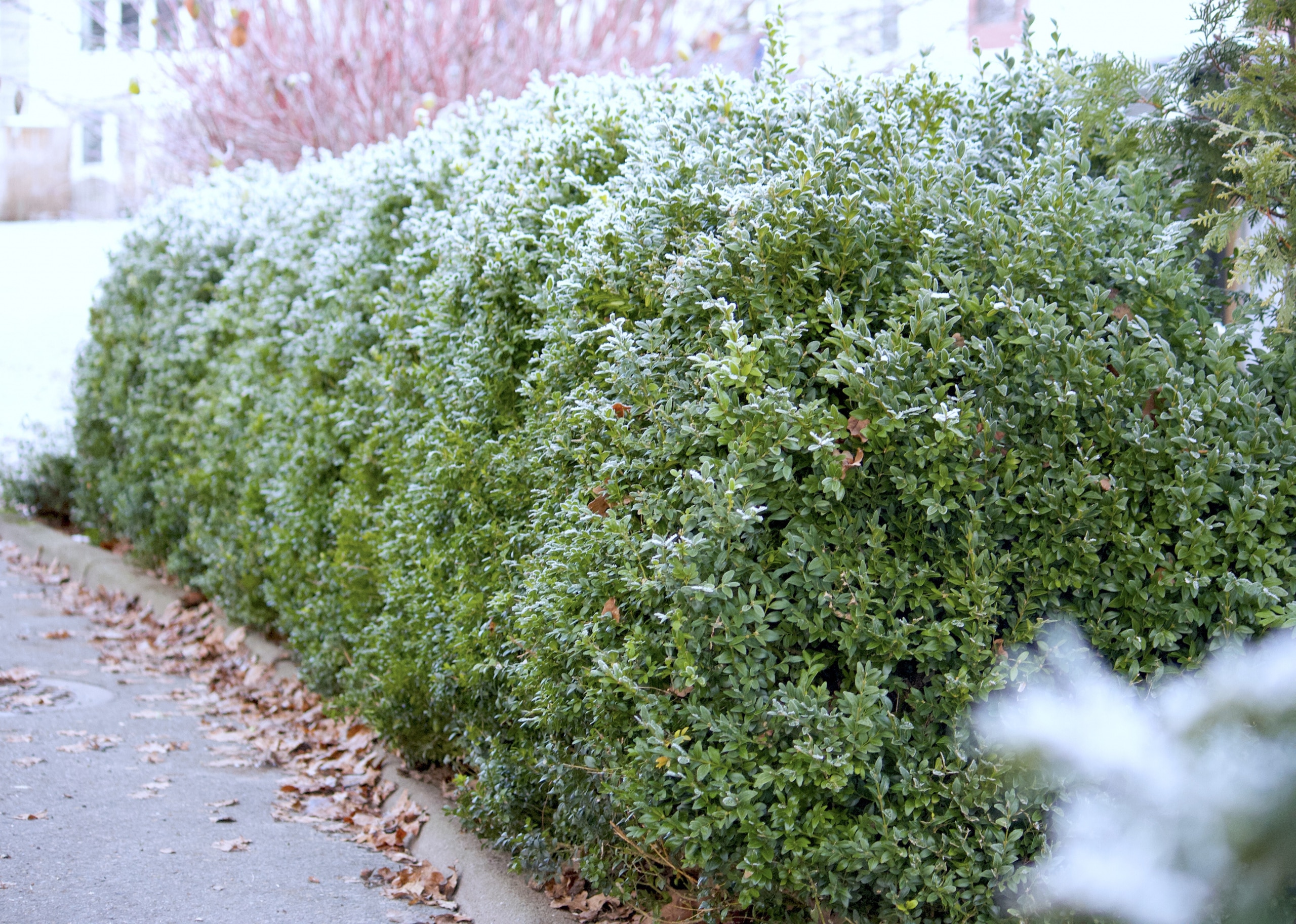natalia lindberg trädgårdsdesign buxbom häck vinter
