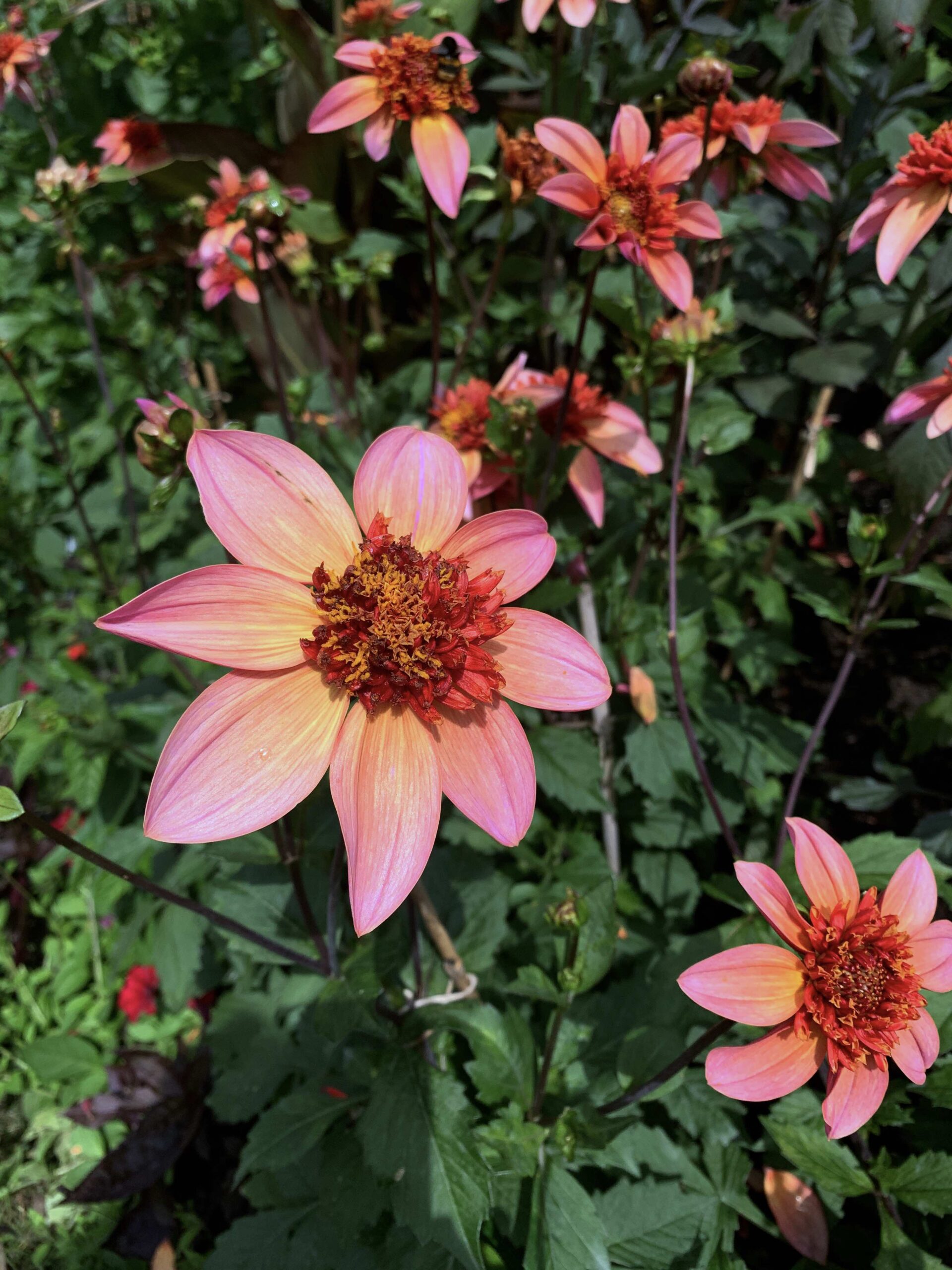 Dahlia Natalia Lindberg Trädgårdsdesign