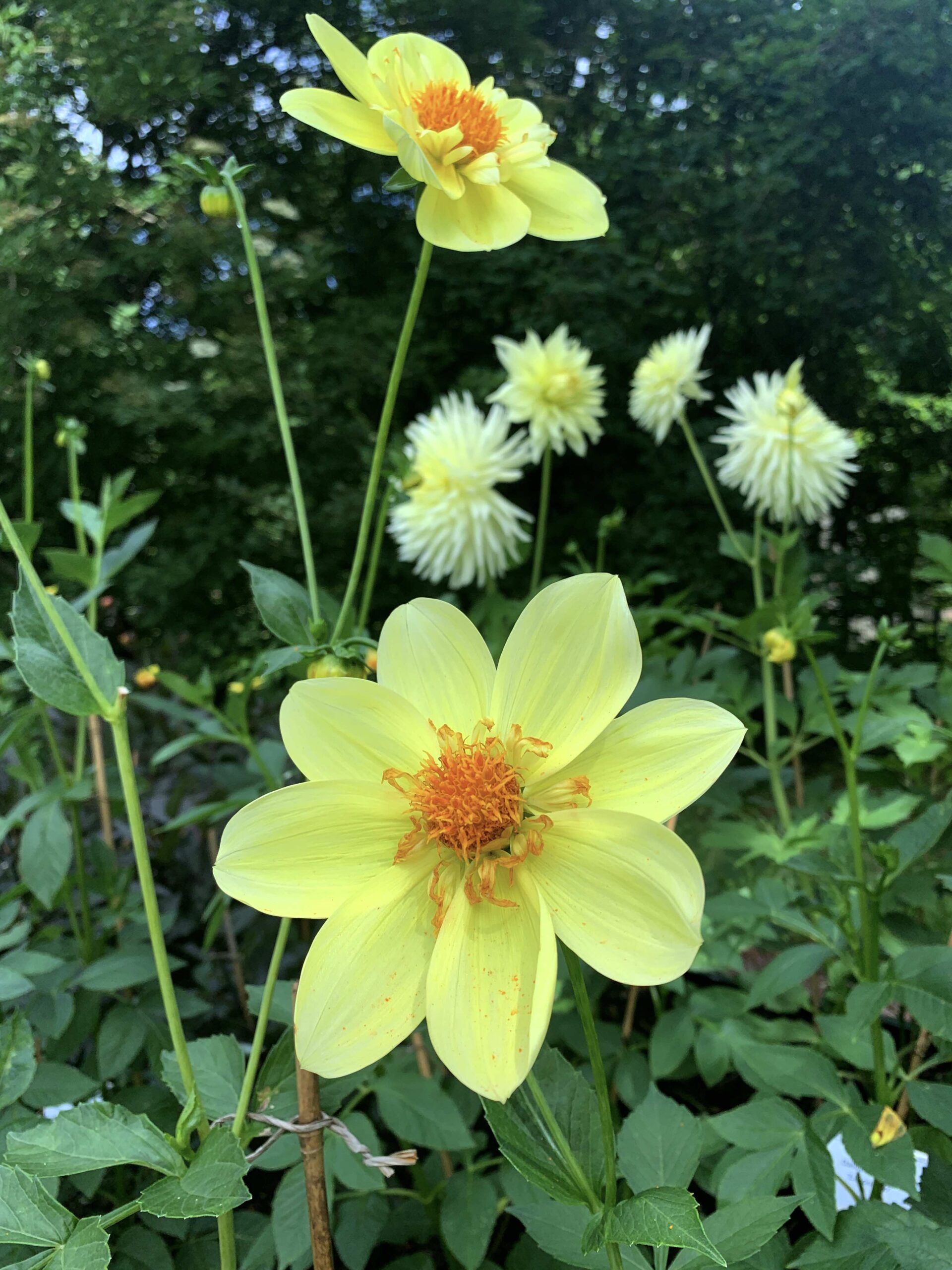 Dahlia Natalia Lindberg Trädgårdsdesign