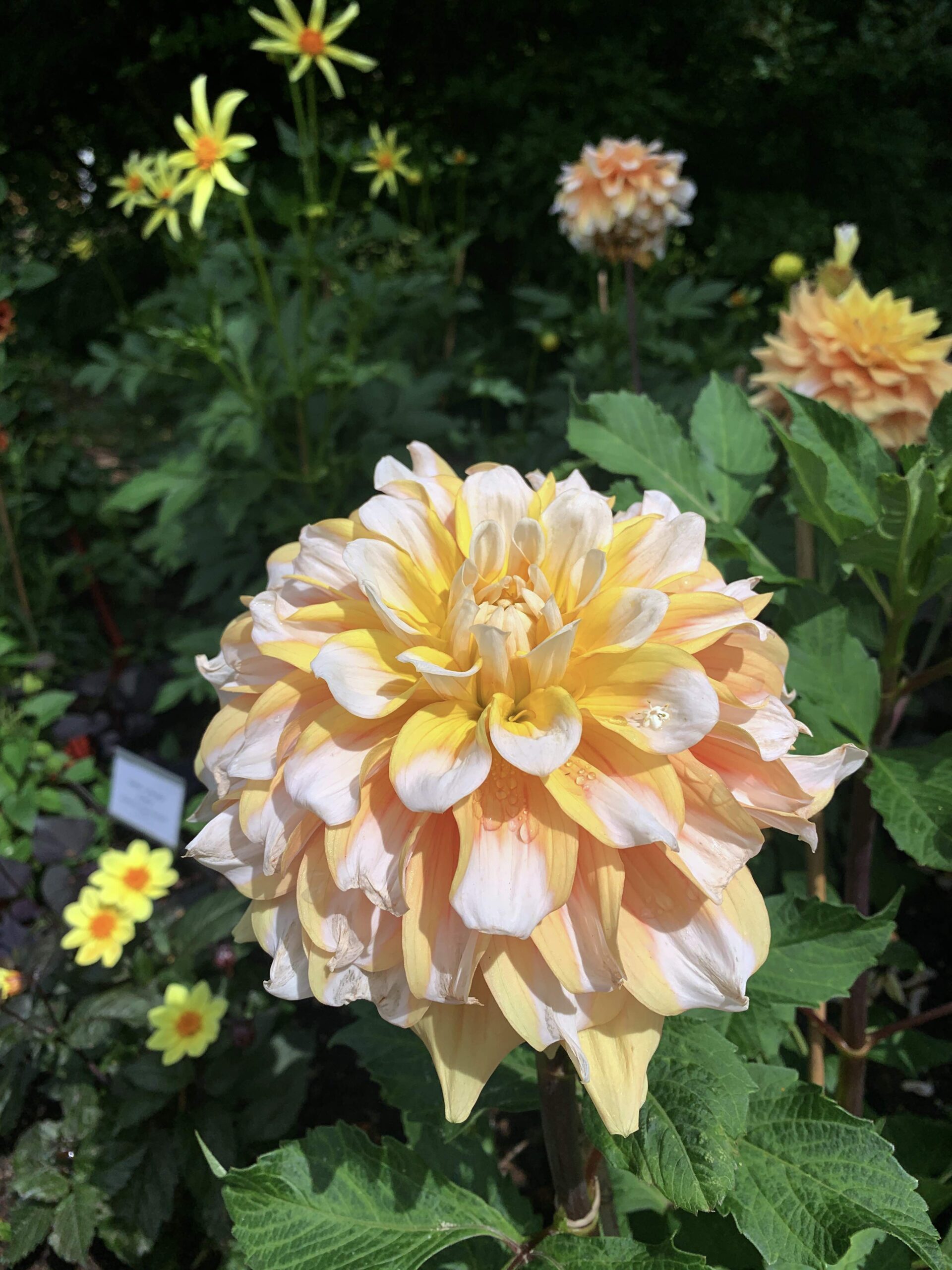 Dahlia Natalia Lindberg Trädgårdsdesign