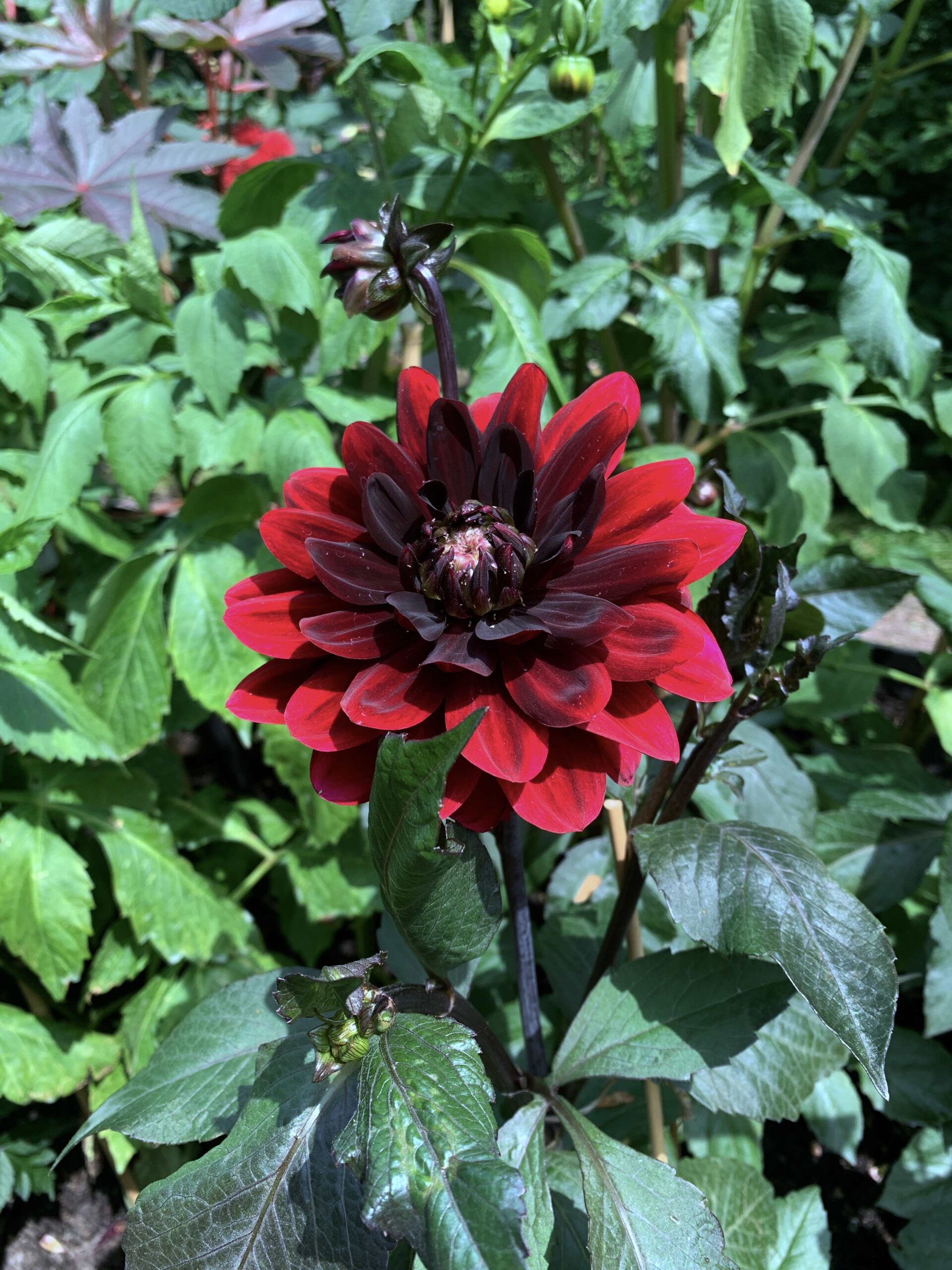 Dahlia Natalia Lindberg Trädgårdsdesign