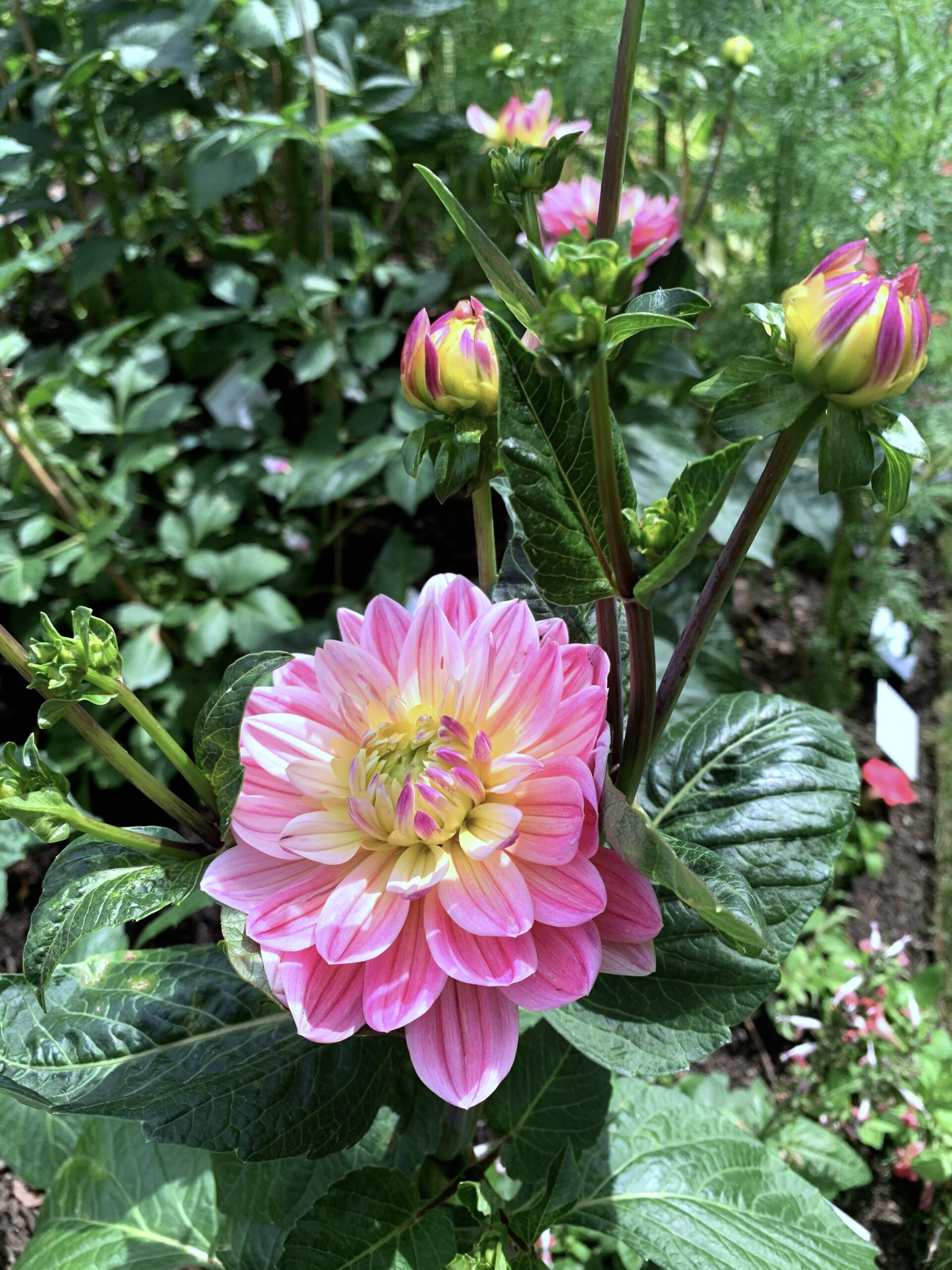 Dahlia Natalia Lindberg Trädgårdsdesign