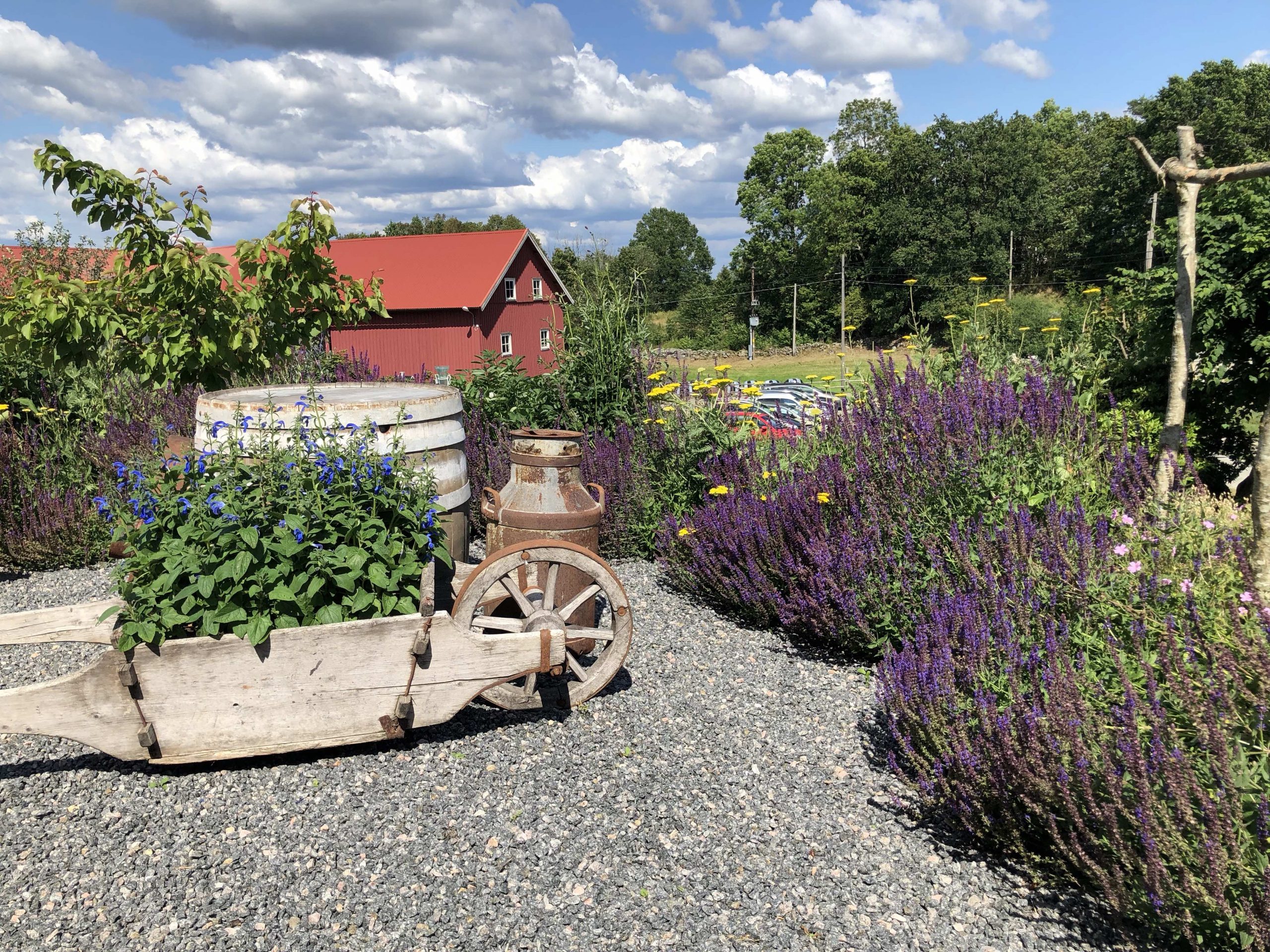 Natalia Lindberg Trädgårdsdesign - Sammels lantgård stäppsalvia caradonna