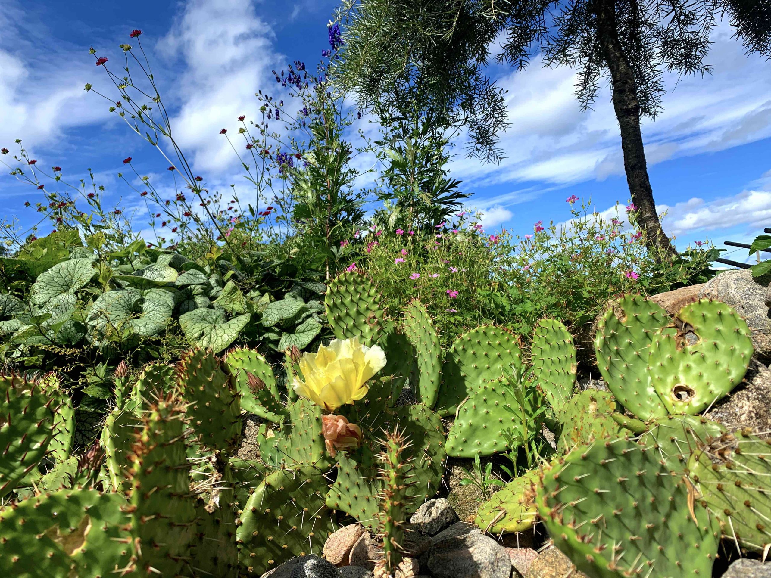 Natalia Lindberg Trädgårdsdesign Sammels Lantgård kaktus gul blomma