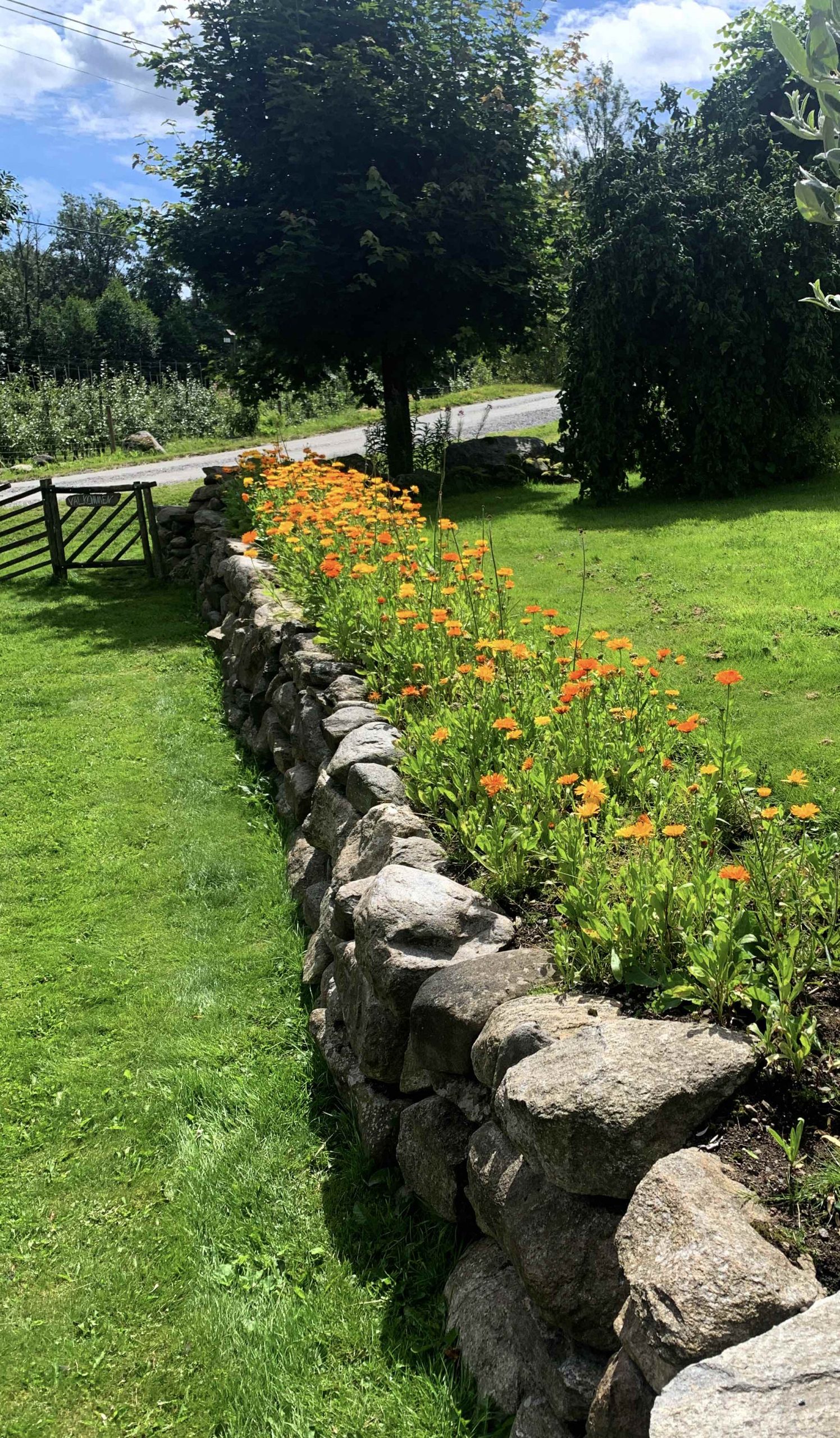 Natalia Lindberg Trädgårdsdesign Sammels Lantgård ringblommor mur