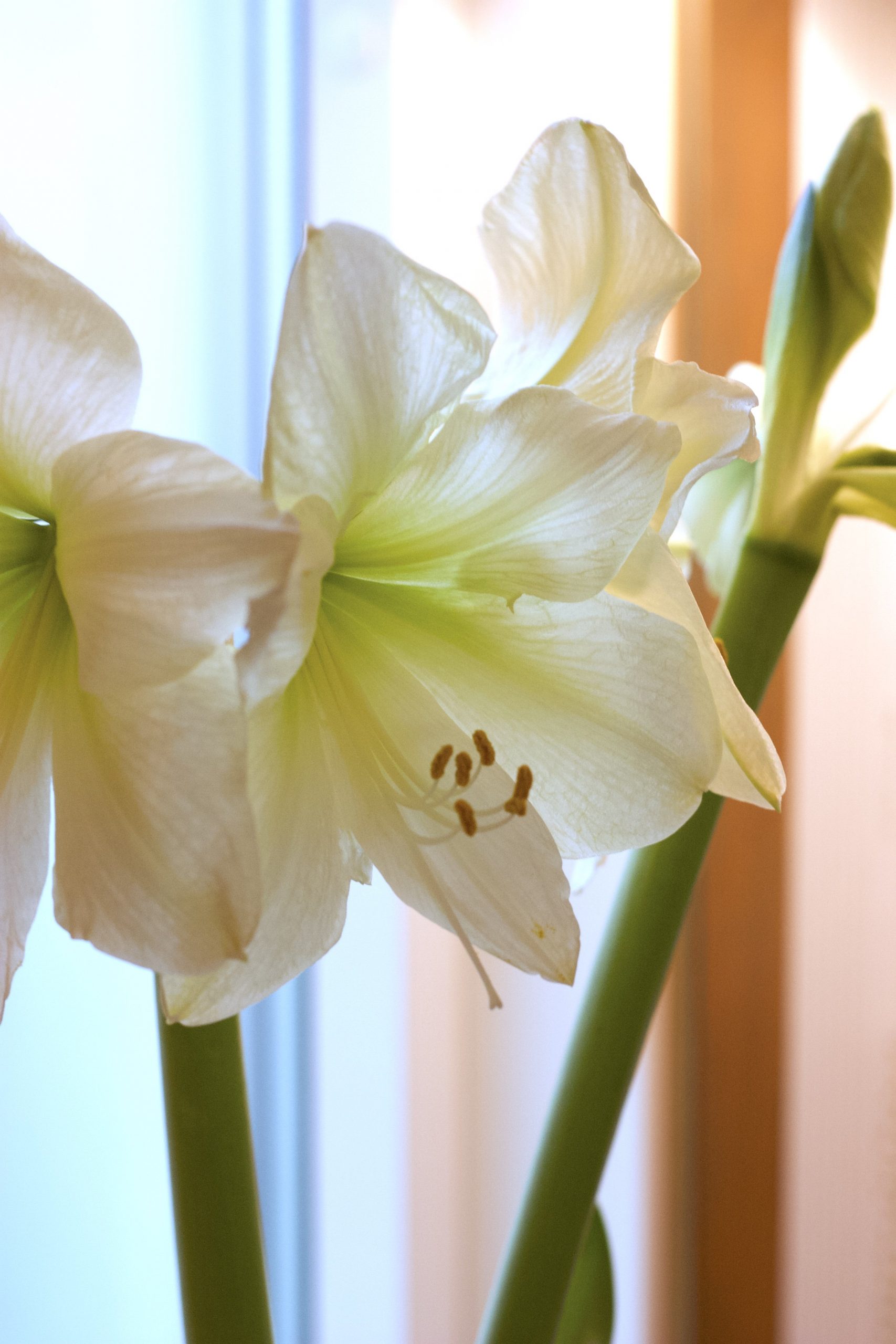 Natalia Lindberg Trädgårdsdesign - Amaryllis "White Star" vit