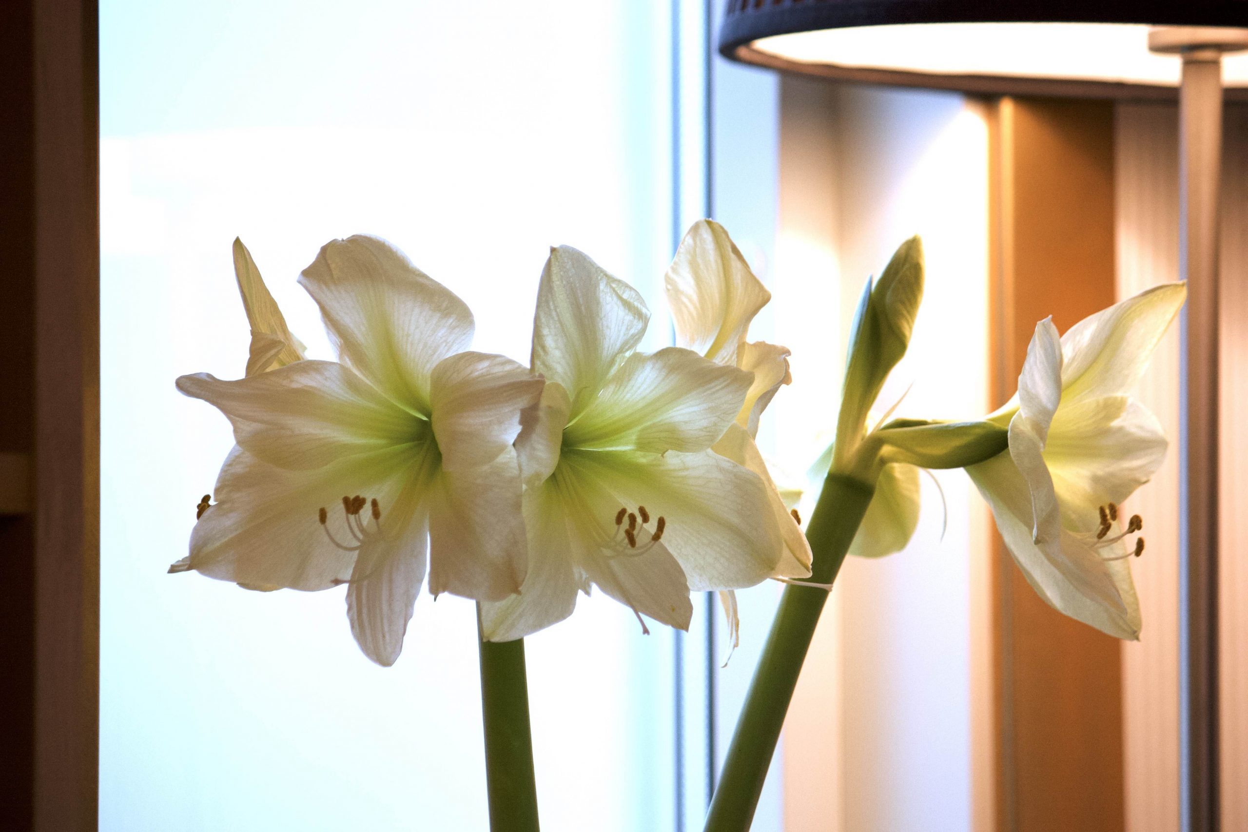 Natalia Lindberg Trädgårdsdesign - Amaryllis "White Star" vit