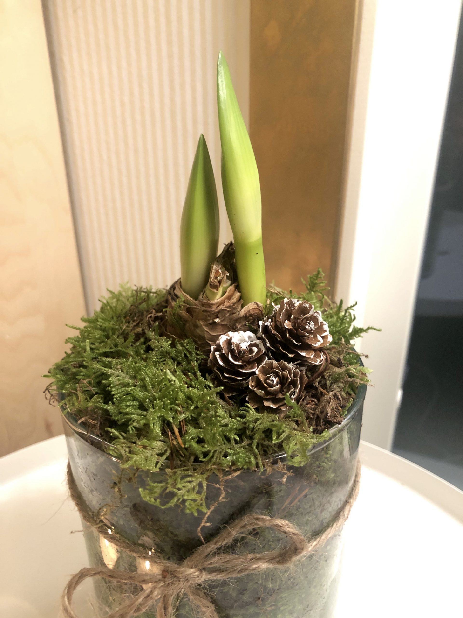 Natalia Lindberg Trädgårdsdesign - vit amaryllis i glasvas