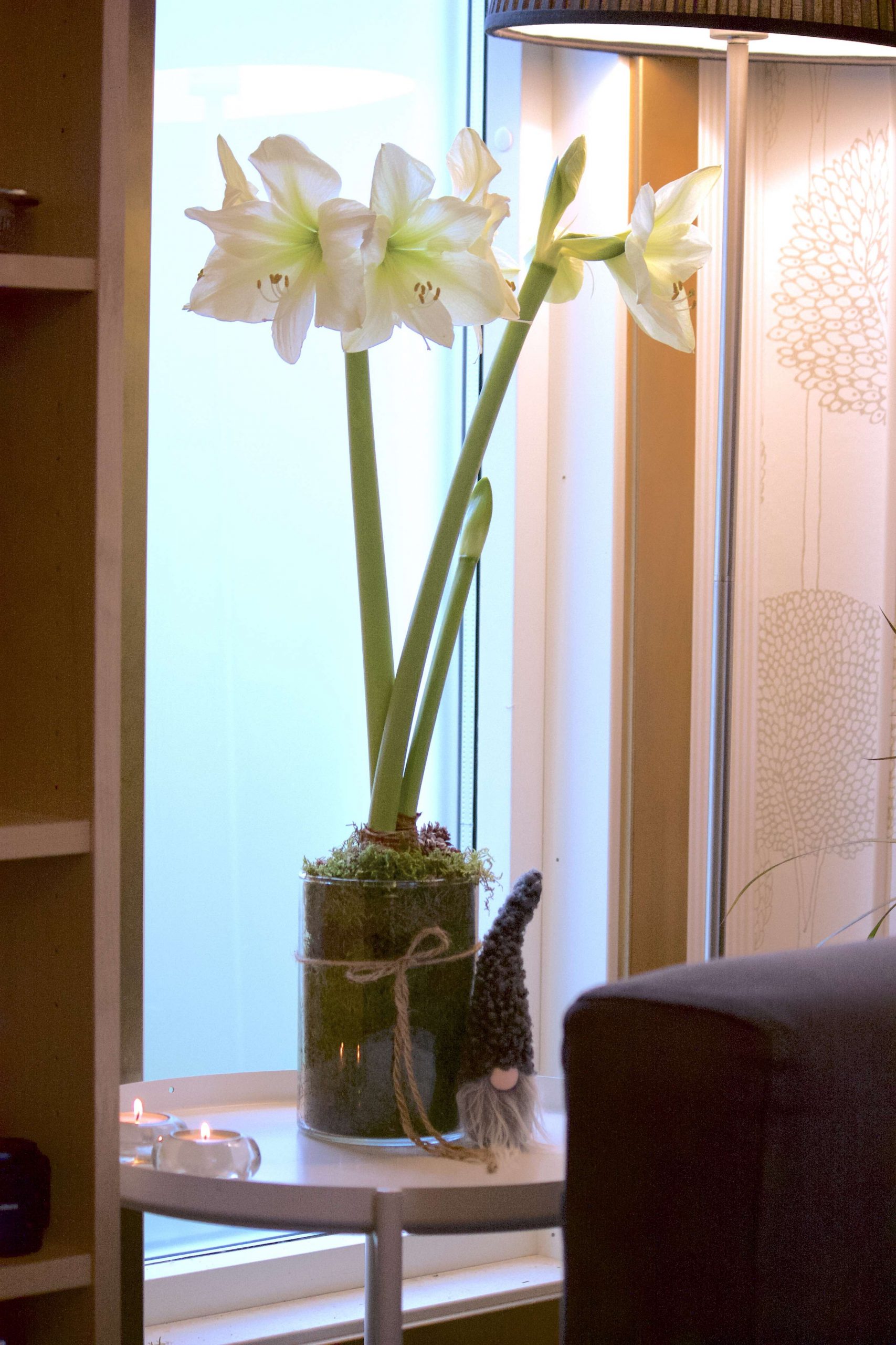 Natalia Lindberg Trädgårdsdesign - Amaryllis "White Star"