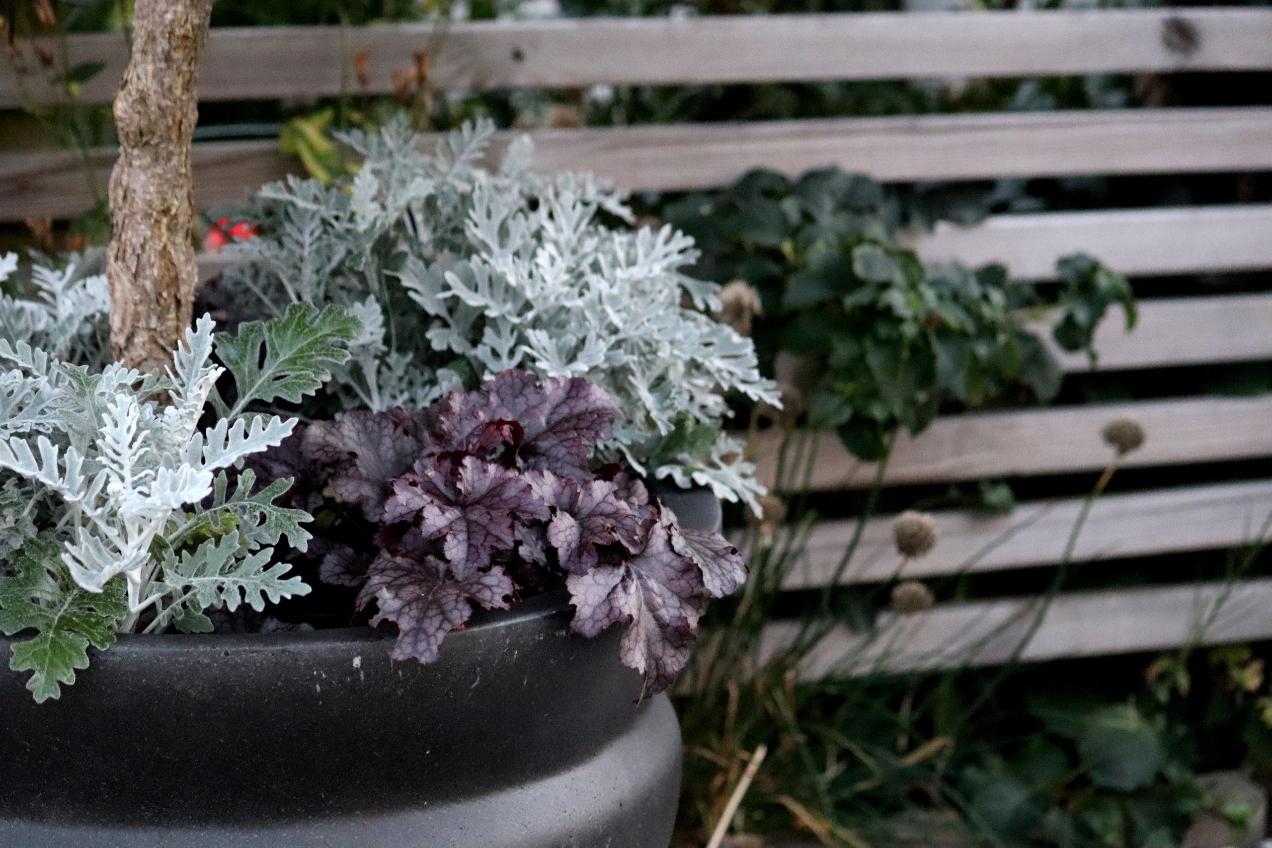 Natalia Lindberg Trädgårdsdesign - Hortenisa Limelight stam alunrot plum pudding silverek