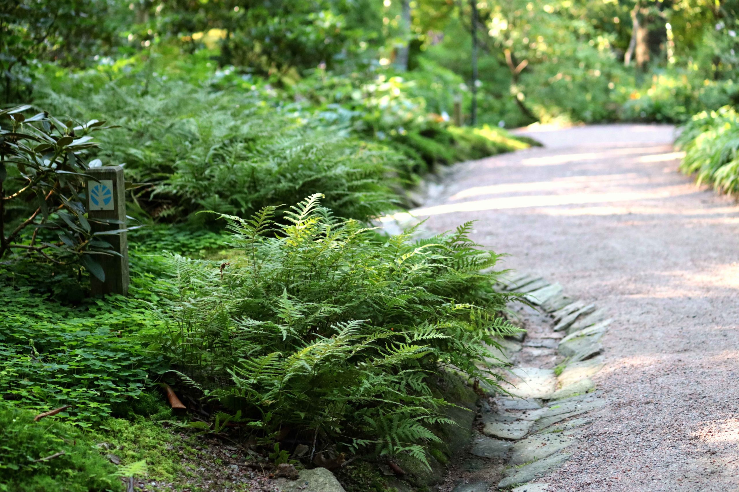 Natalia Lindberg Trädgårdsdesign - Besök till Göteborgs botaniska trädgård ormbunke