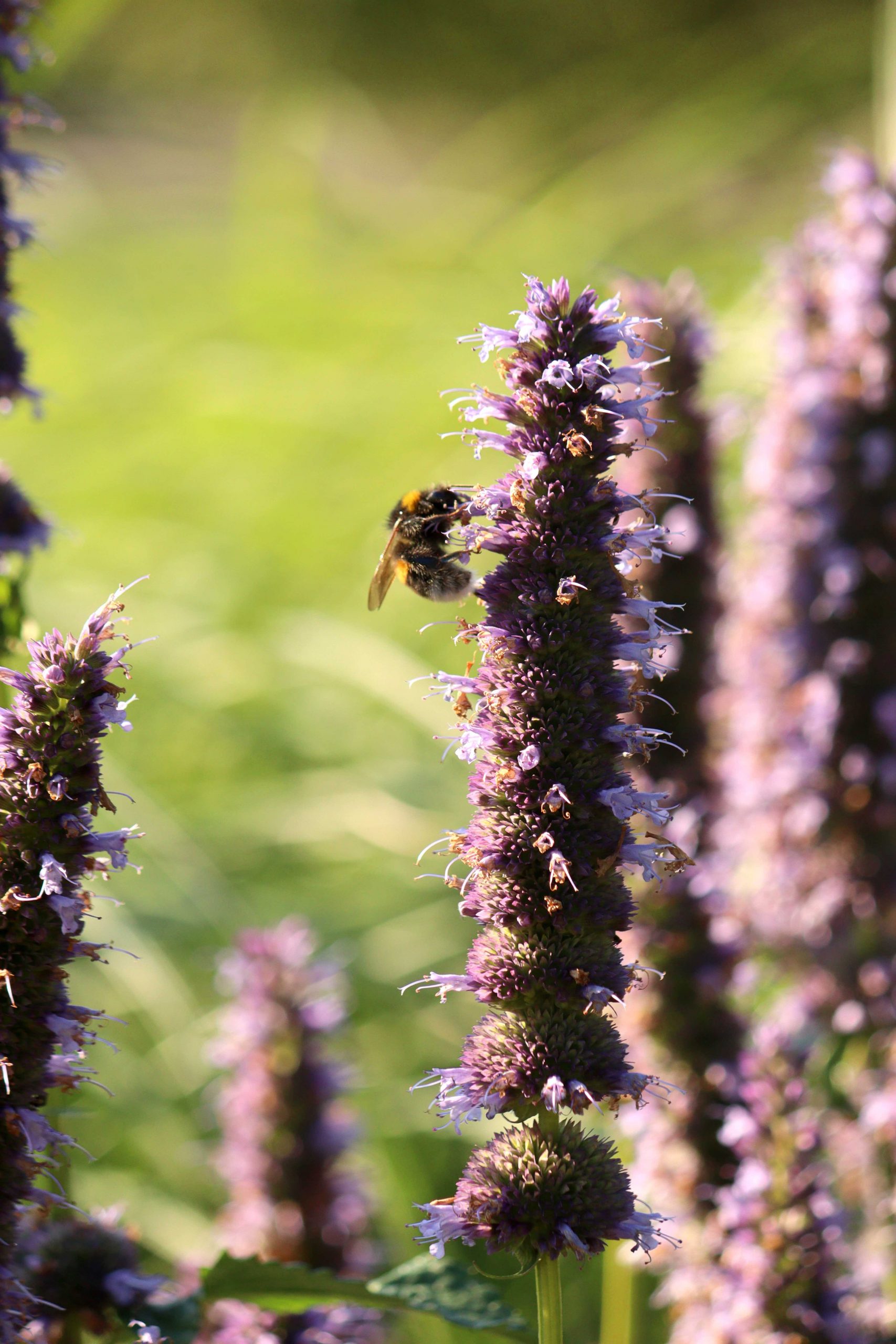 Natalia Lindberg Trädgårdsdesign - Göteborgs botaniska trädgård agastache anisört blue fortune humla