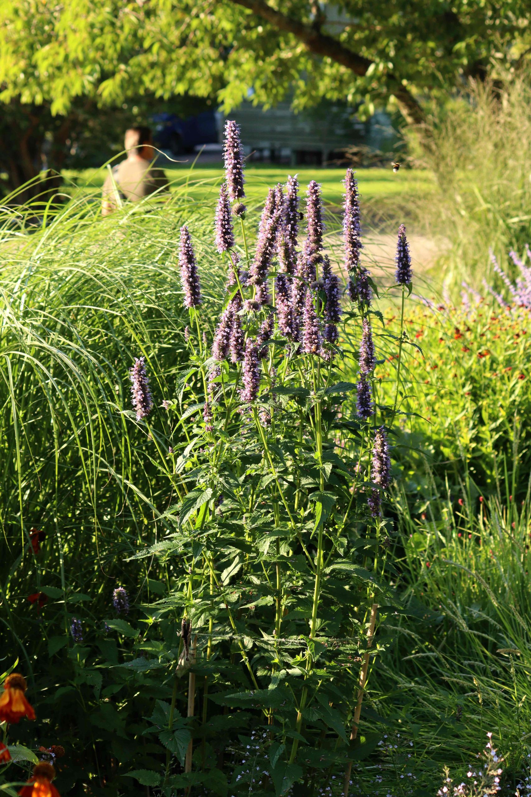 Natalia Lindberg Trädgårdsdesign - Göteborgs botaniska trädgård agastache anisört blue fortune