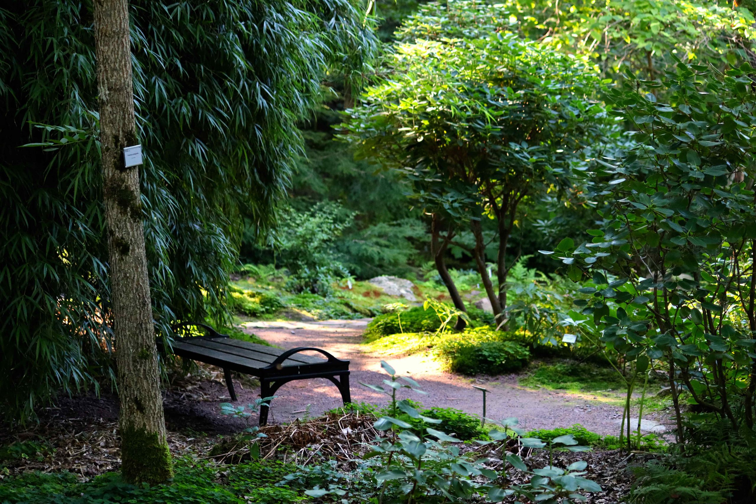 Natalia Lindberg Trädgårdsdesign - Besök till Göteborgs botaniska trädgård bambu sittbänk rhododendron