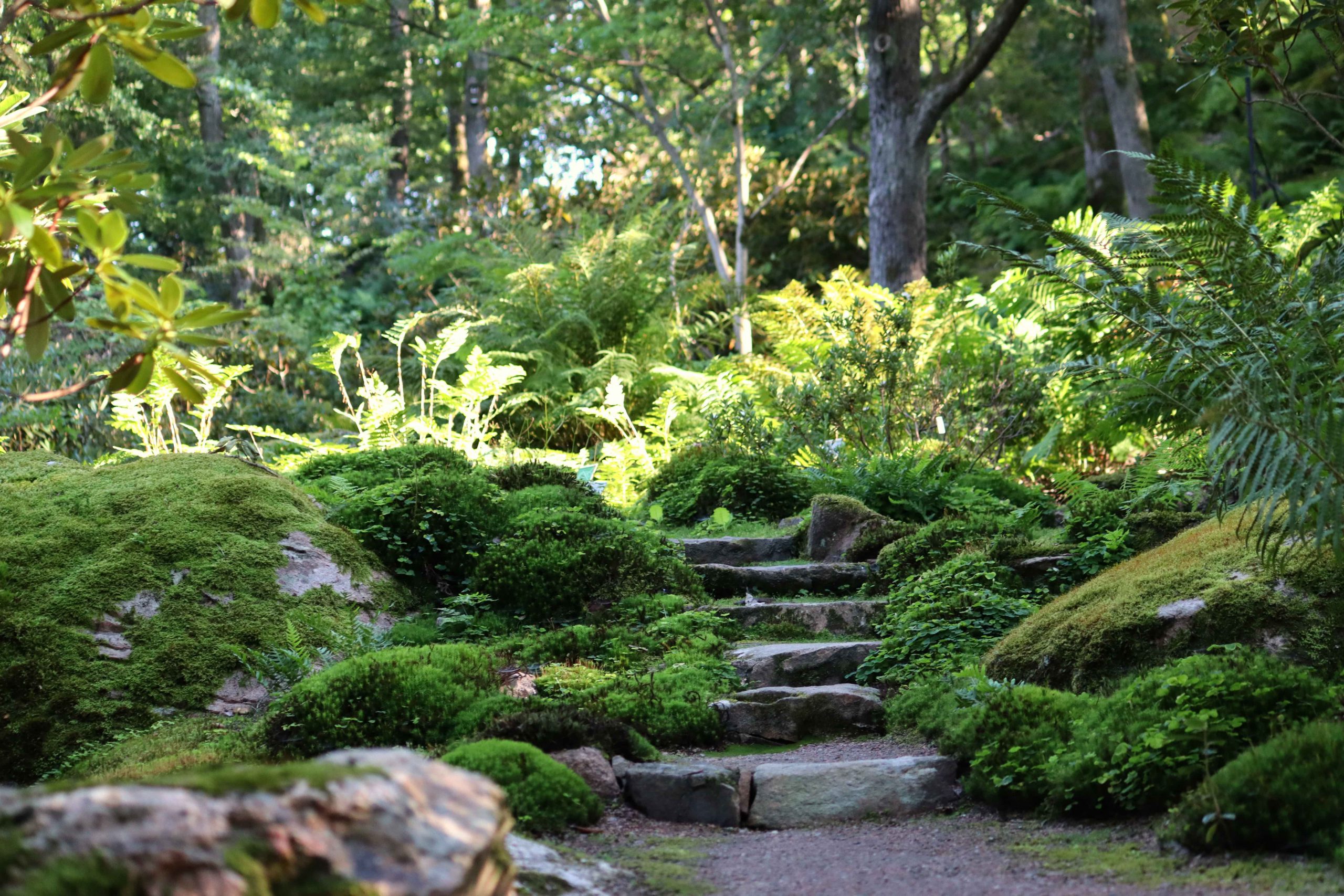 Natalia Lindberg Trädgårdsdesign - Besök till Göteborgs botaniska trädgård stentrappa mossa ormbunkar