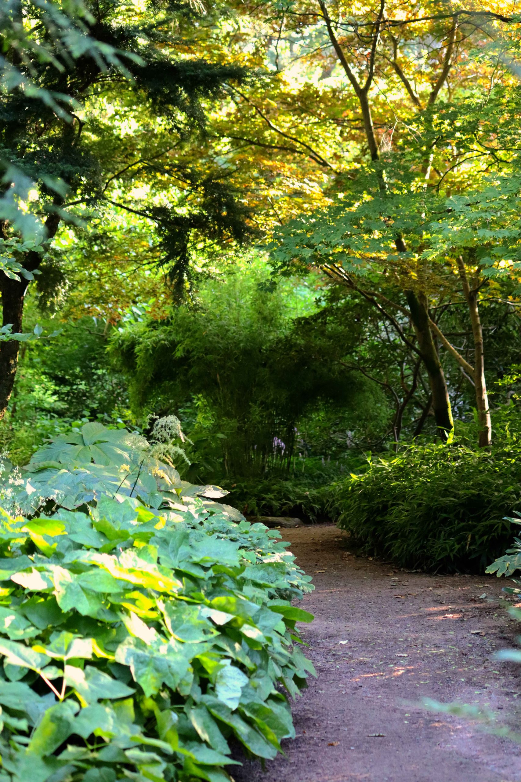 Natalia Lindberg Trädgårdsdesign - Göteborgs botaniska trädgård stora blad