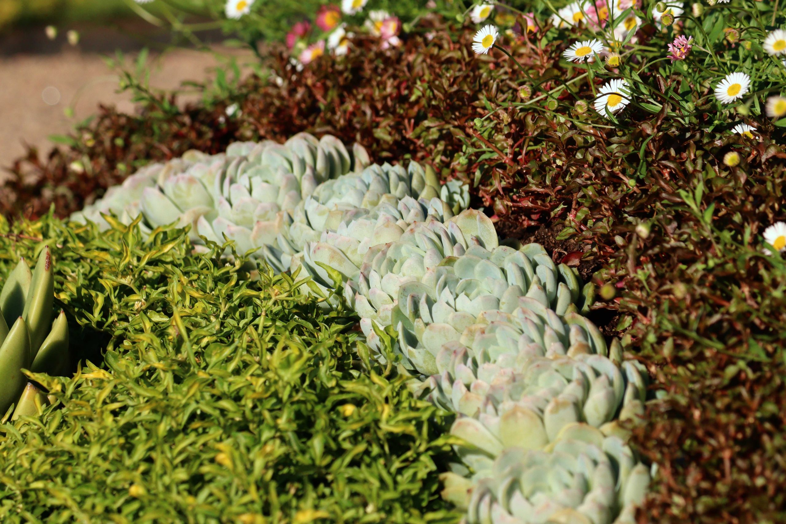 Natalia Lindberg Trädgårdsdesign - Göteborgs botaniska trädgård suckulenter fina