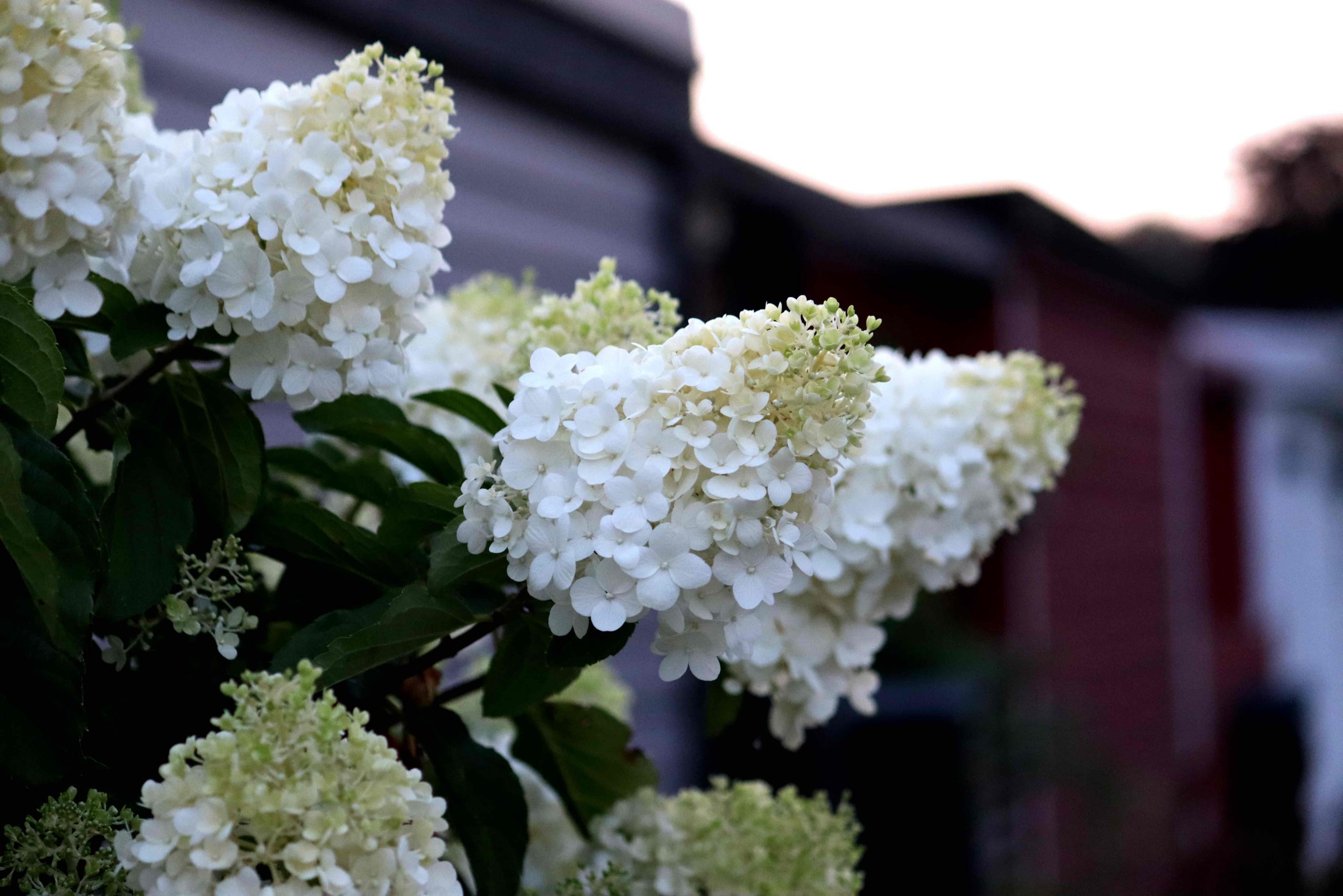 Natalia Lindberg Trädgårdsdesign - Hortenisa Limelight stam blommmor