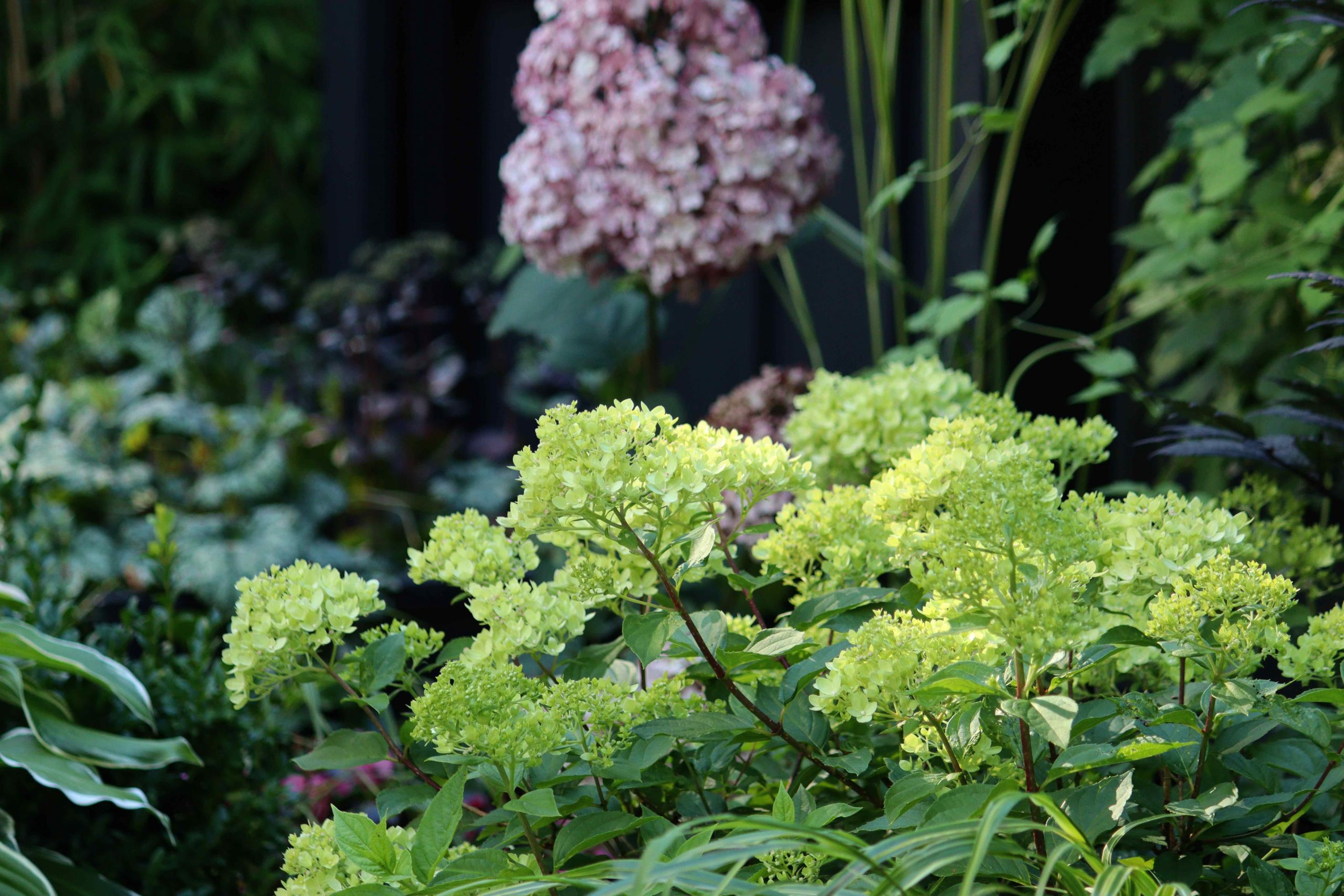 Natalia Lindberg Trädgårdsdesign - Hortensia Little Lime Hortensia 'Invincibelle'