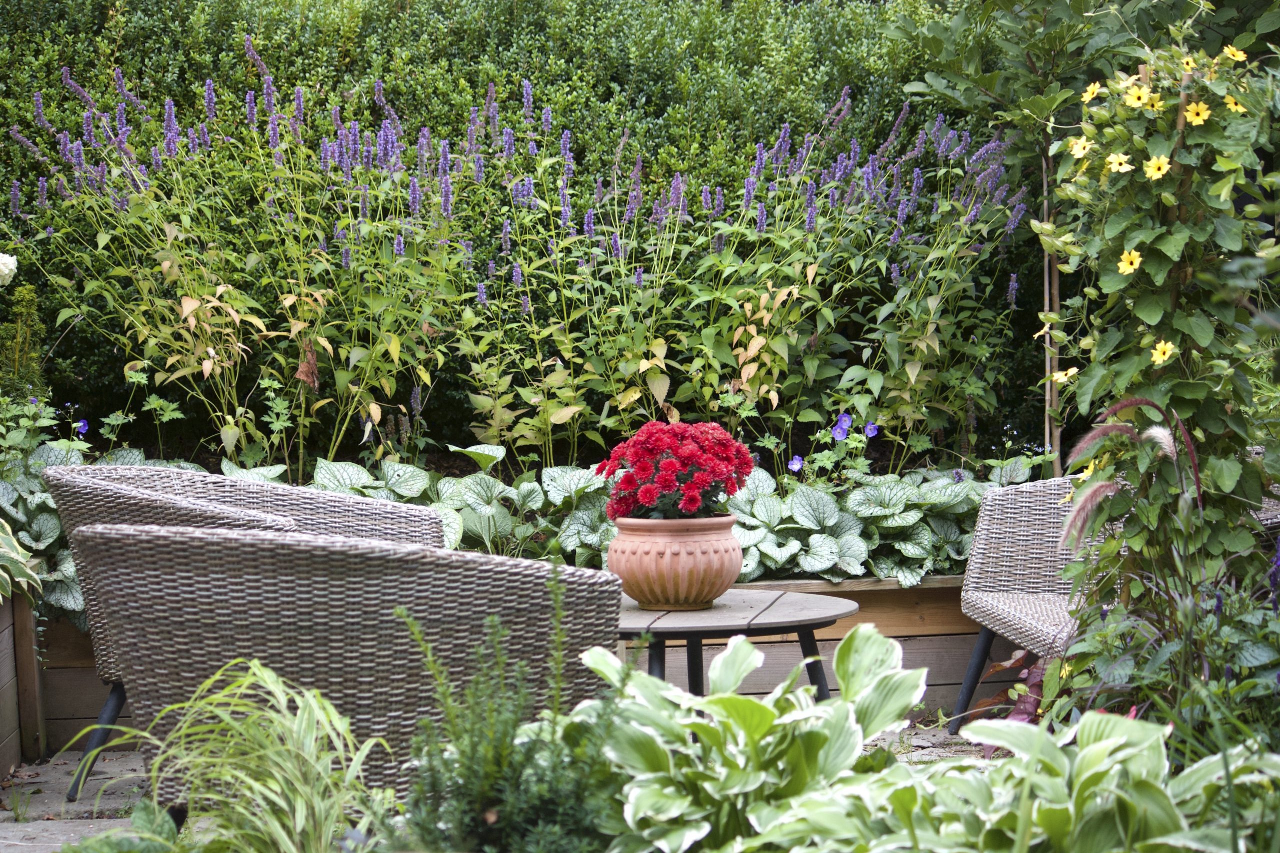 Natalia Lindberg Trädgårdsdesign - Trädgårdsnäva rozanne Kaukasisk förgetmigej jack frost geranium brunnera bollkryss