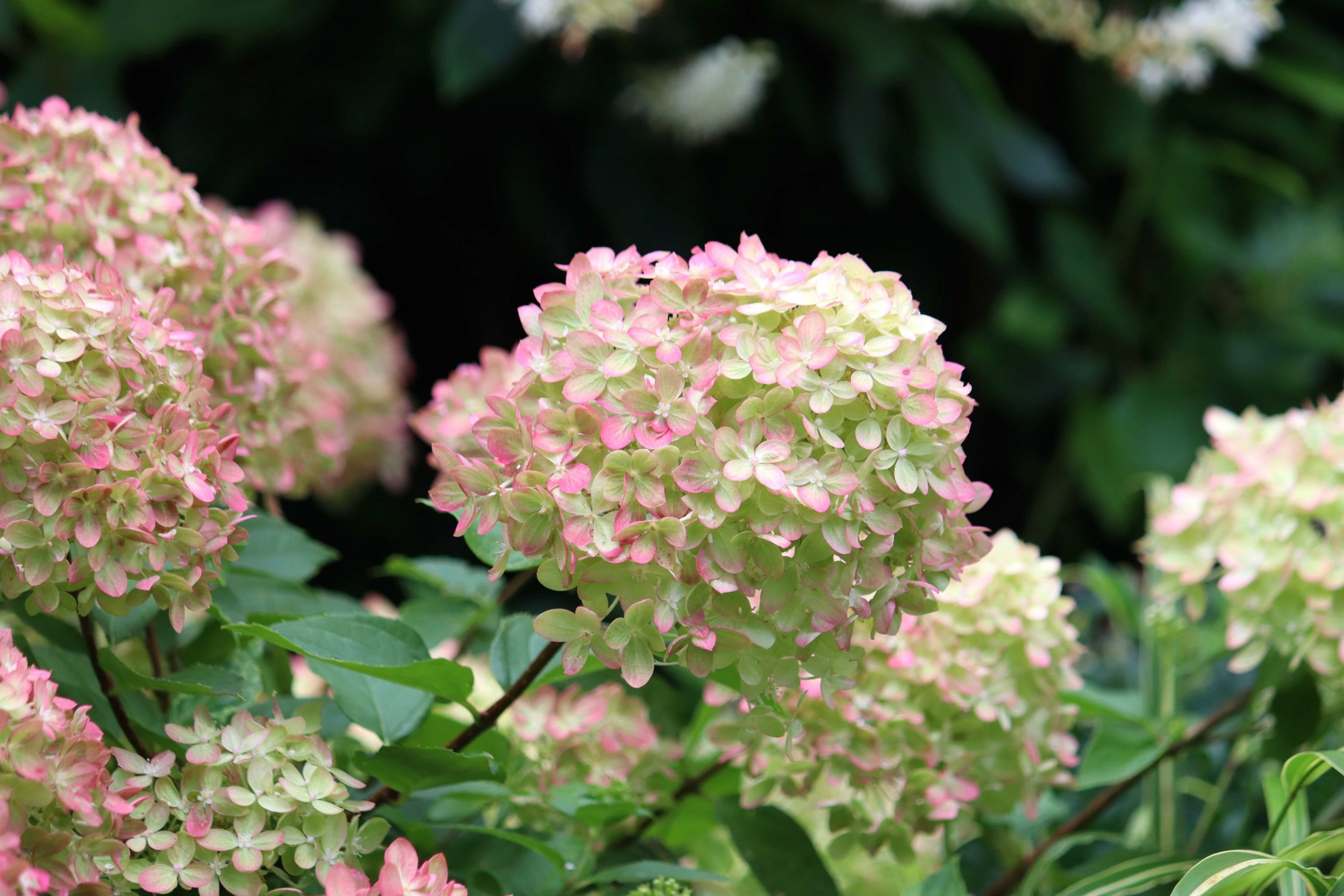 Natalia Lindberg Trädgårdsdesign - augustiljus i trädgården Hortensia Little Lime höstsilverax hakonegräs