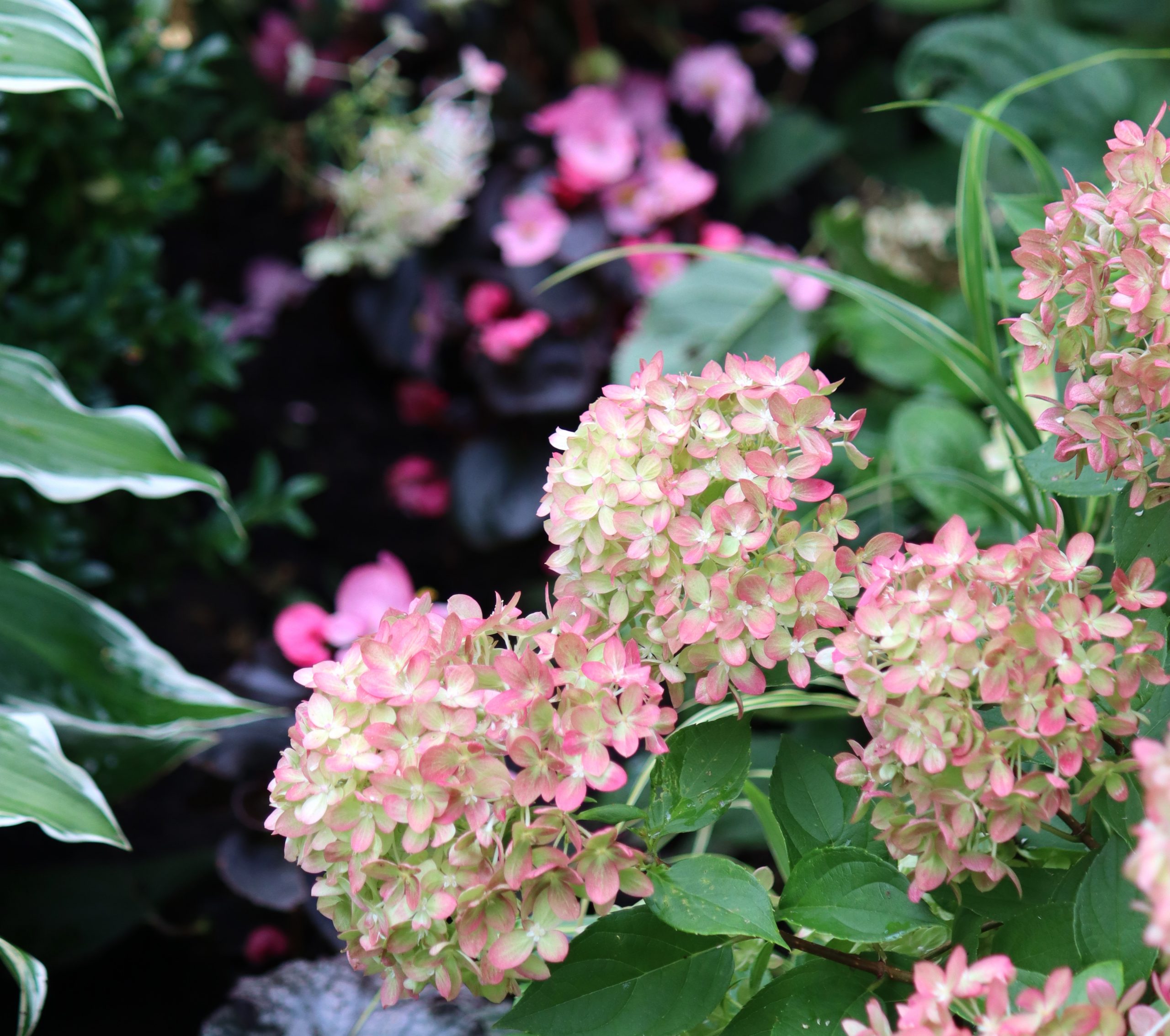 Natalia Lindberg Trädgårdsdesign - augustiljus i trädgården hHortensia Little Lime höstsilverax hakonegräs begonia
