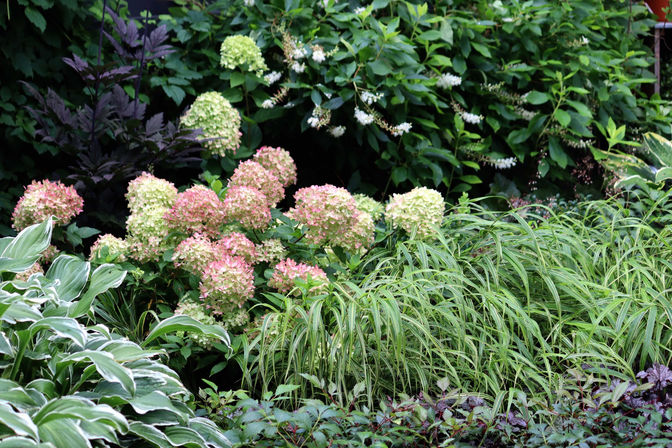Natalia Lindberg Trädgårdsdesign - augustiljus i trädgården Hortensia Little Lime höstsilverax hakonegräs