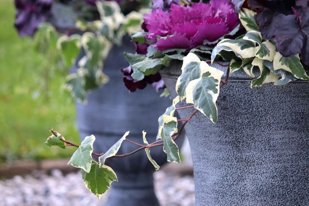 Natalia Lindberg Trädgårdsdesign - höstkrukor frosttåligt Höstkrukor i lila toner