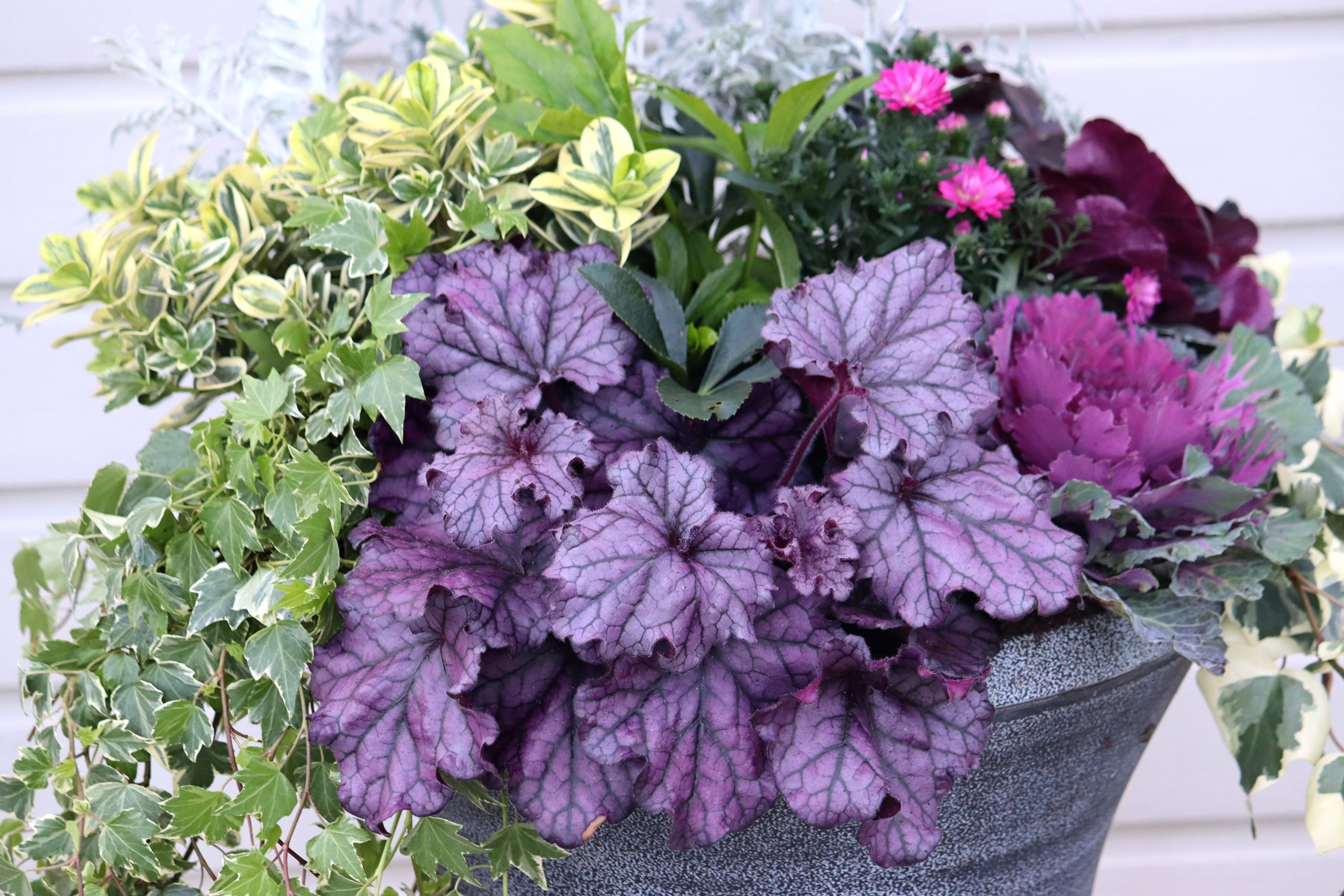 Natalia Lindberg Trädgårdsdesign - höstkrukor frosttåligt rosa alunrot heuchera wild rose 2