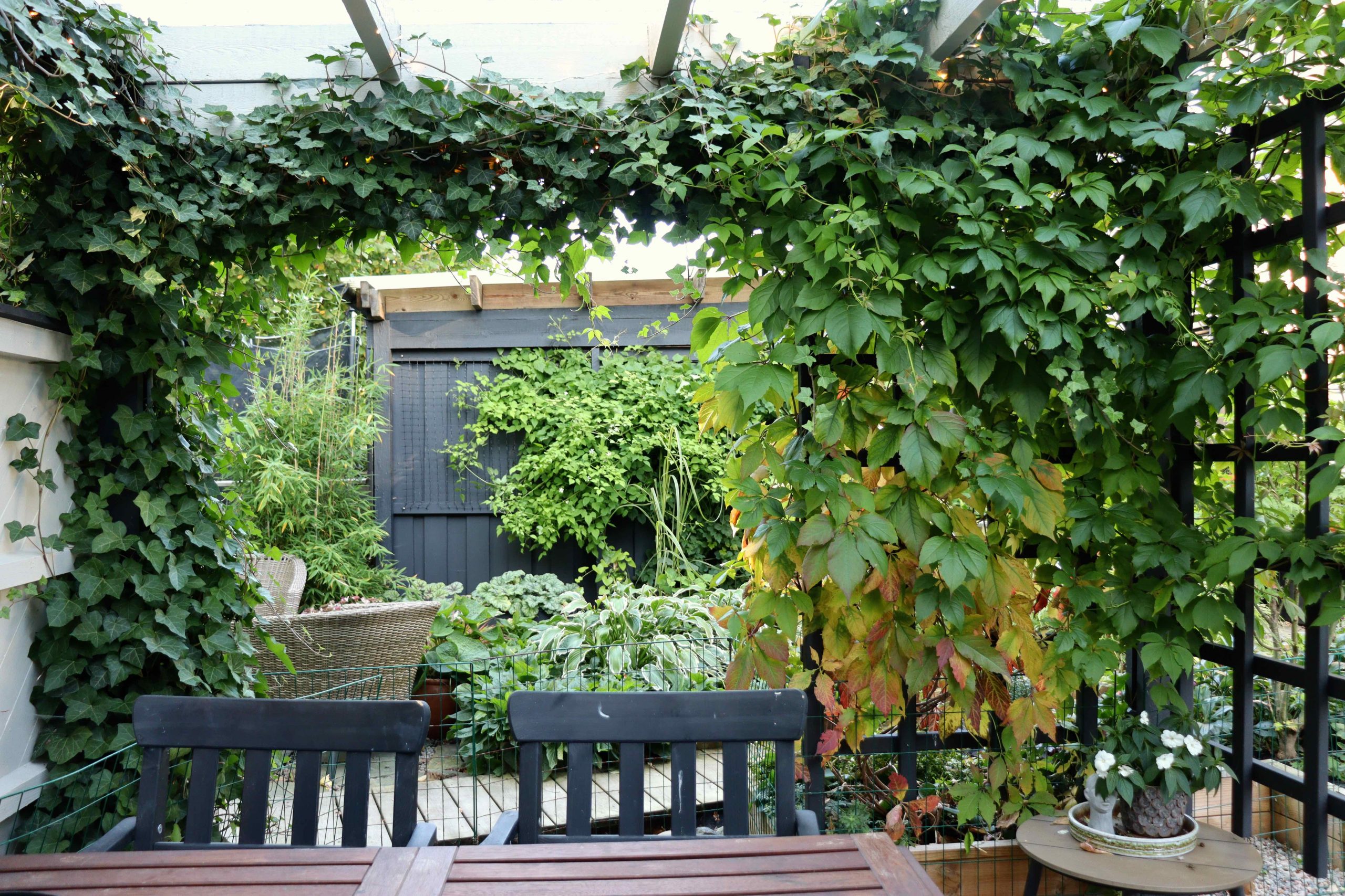 Natalia Lindberg Trädgårdsdesign - Murgröna och Klättervildvin på pergola klätterväxter Parthenocissus quinquefolia Hedera hibernica