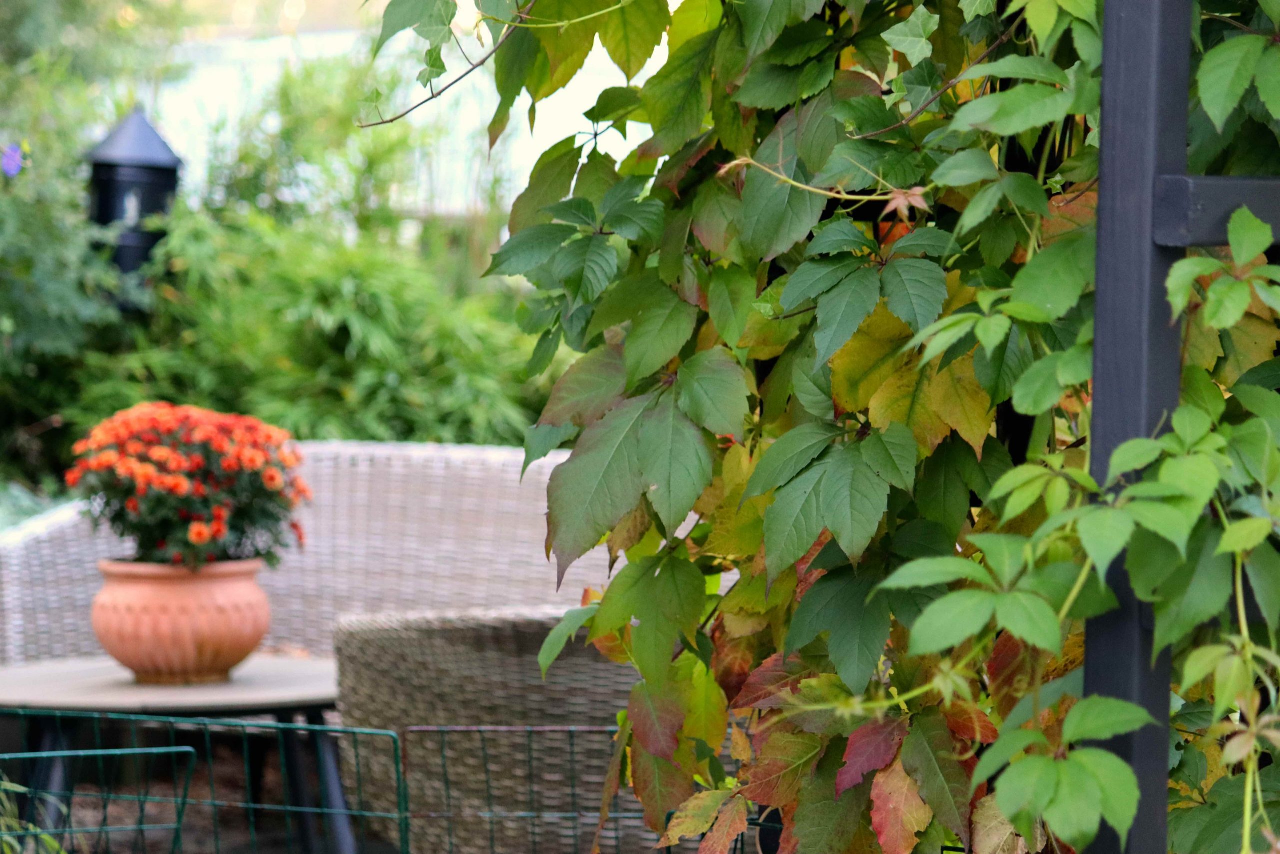 Natalia Lindberg Trädgårdsdesign - Murgröna och Klättervildvin på pergola klätterväxter Parthenocissus quinquefolia Hedera hibernica