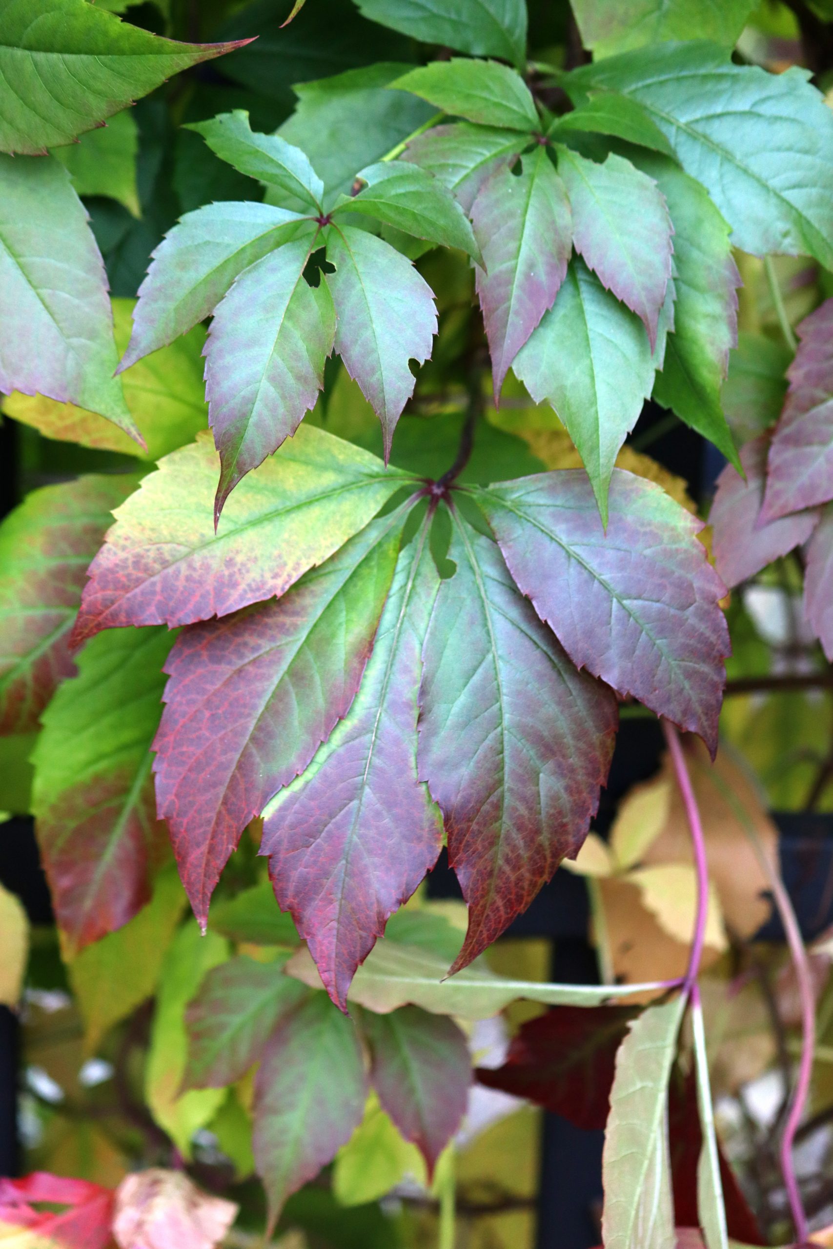 Natalia Lindberg Trädgårdsdesign - Murgröna och Klättervildvin på pergola klätterväxter Parthenocissus quinquefolia Hedera hibernica