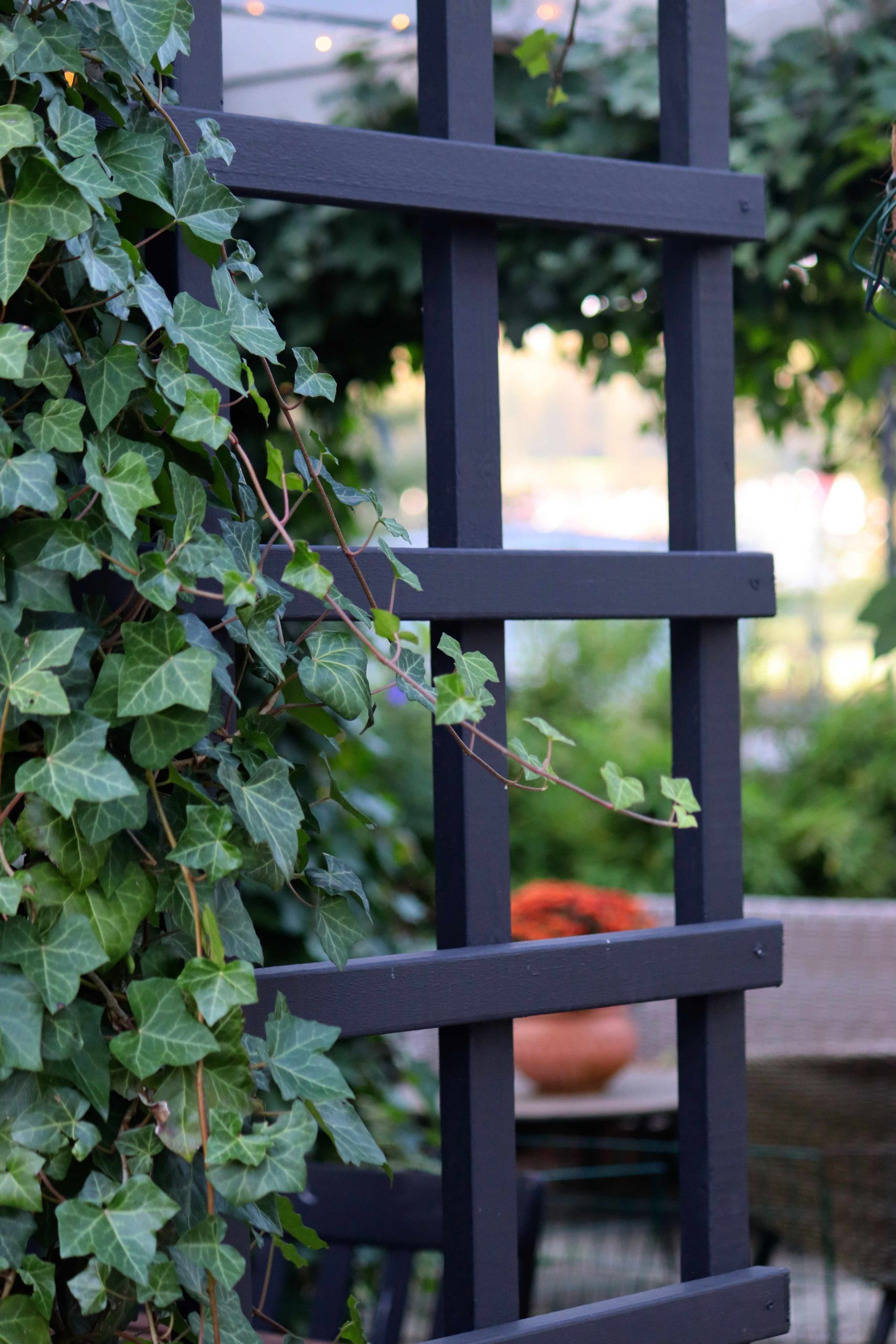 Natalia Lindberg Trädgårdsdesign - Murgröna och Klättervildvin på pergola klätterväxter Parthenocissus quinquefolia Hedera hibernica