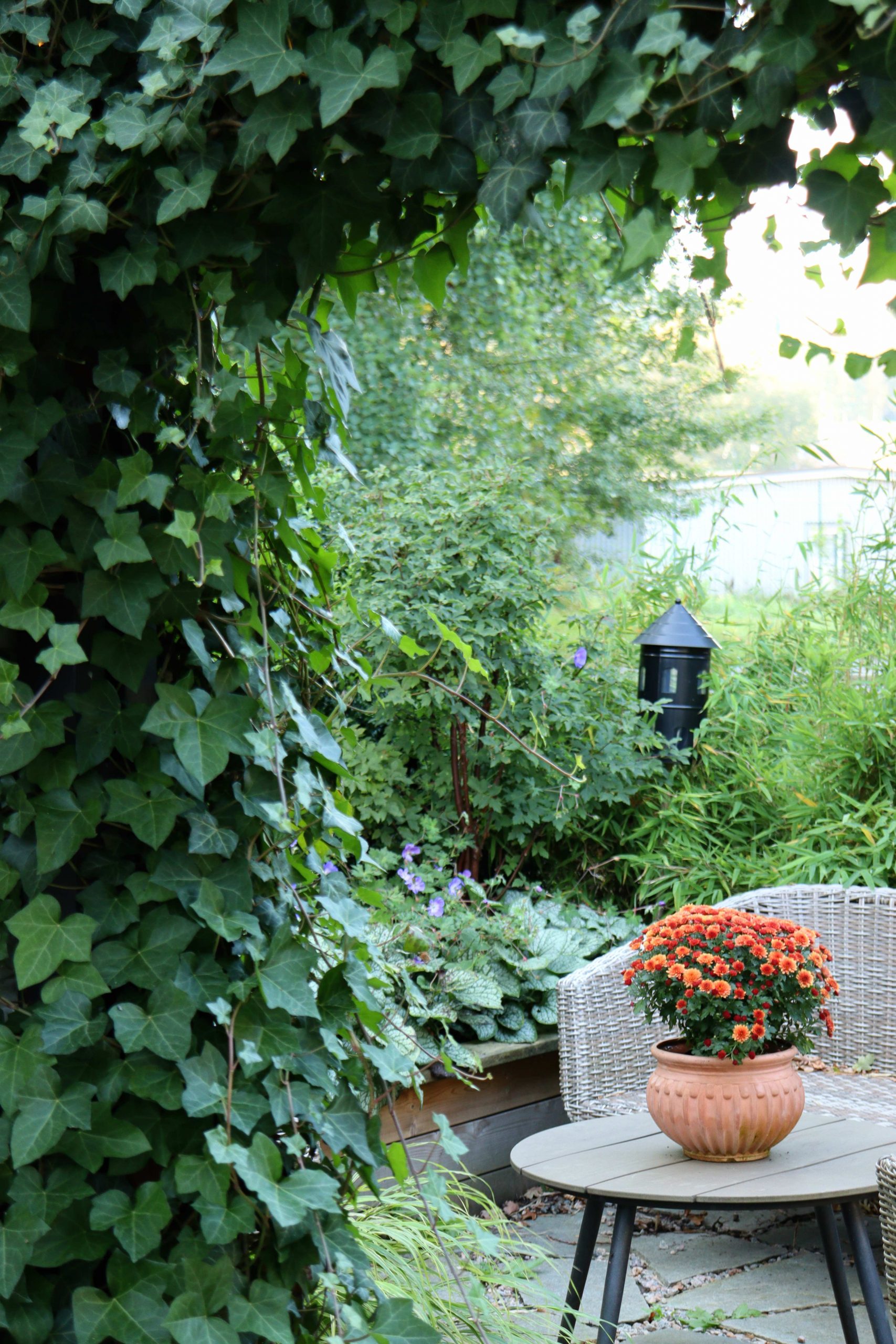 Natalia Lindberg Trädgårdsdesign - Murgröna och Klättervildvin på pergola klätterväxter Parthenocissus quinquefolia Hedera hibernica