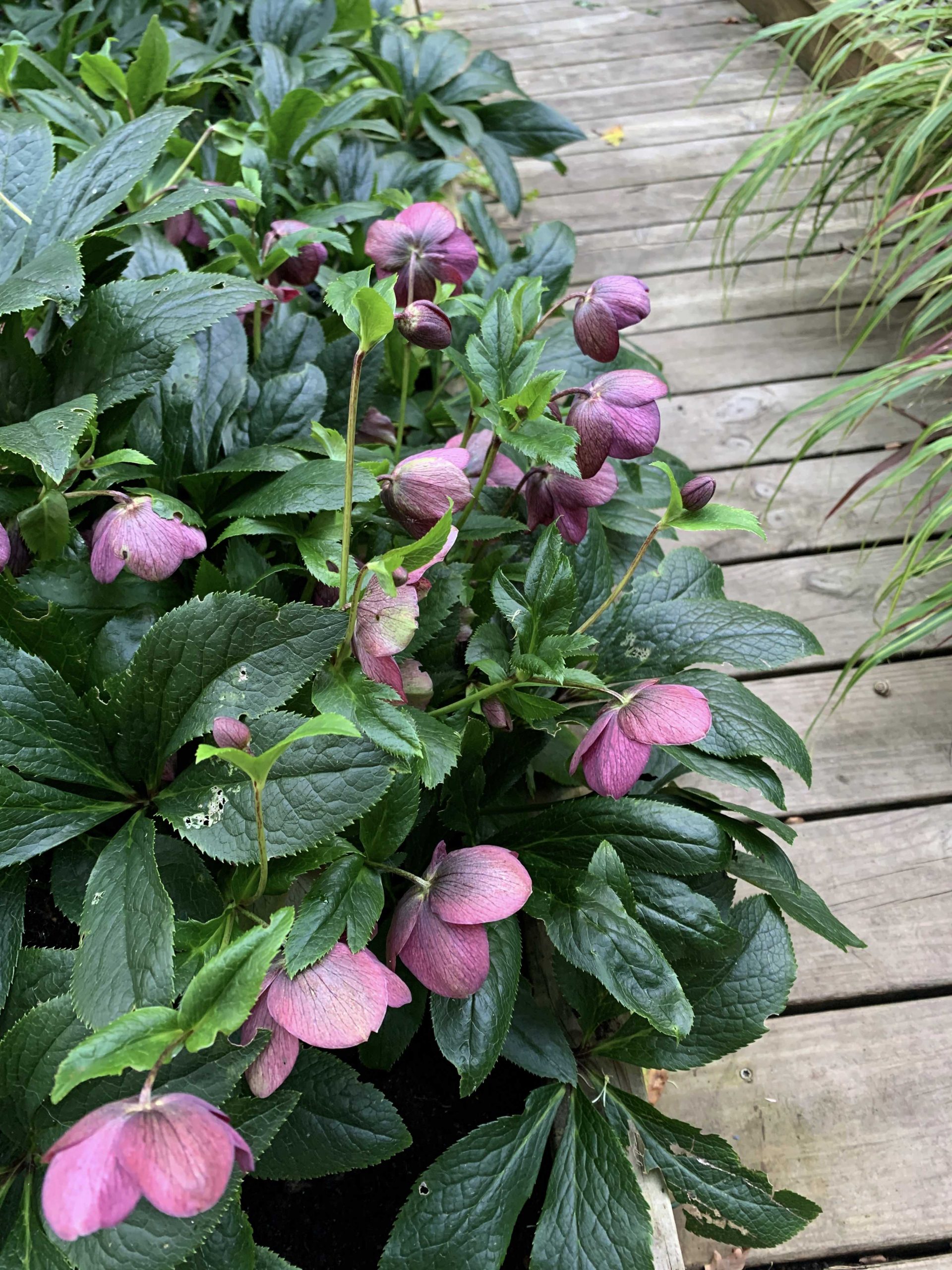 Natalia lindberg trädgårdsdesign - julros hellebore viv victoria 5Natalia lindberg trädgårdsdesign - julros hellebore viv victoria Julrosor blommar på vintern