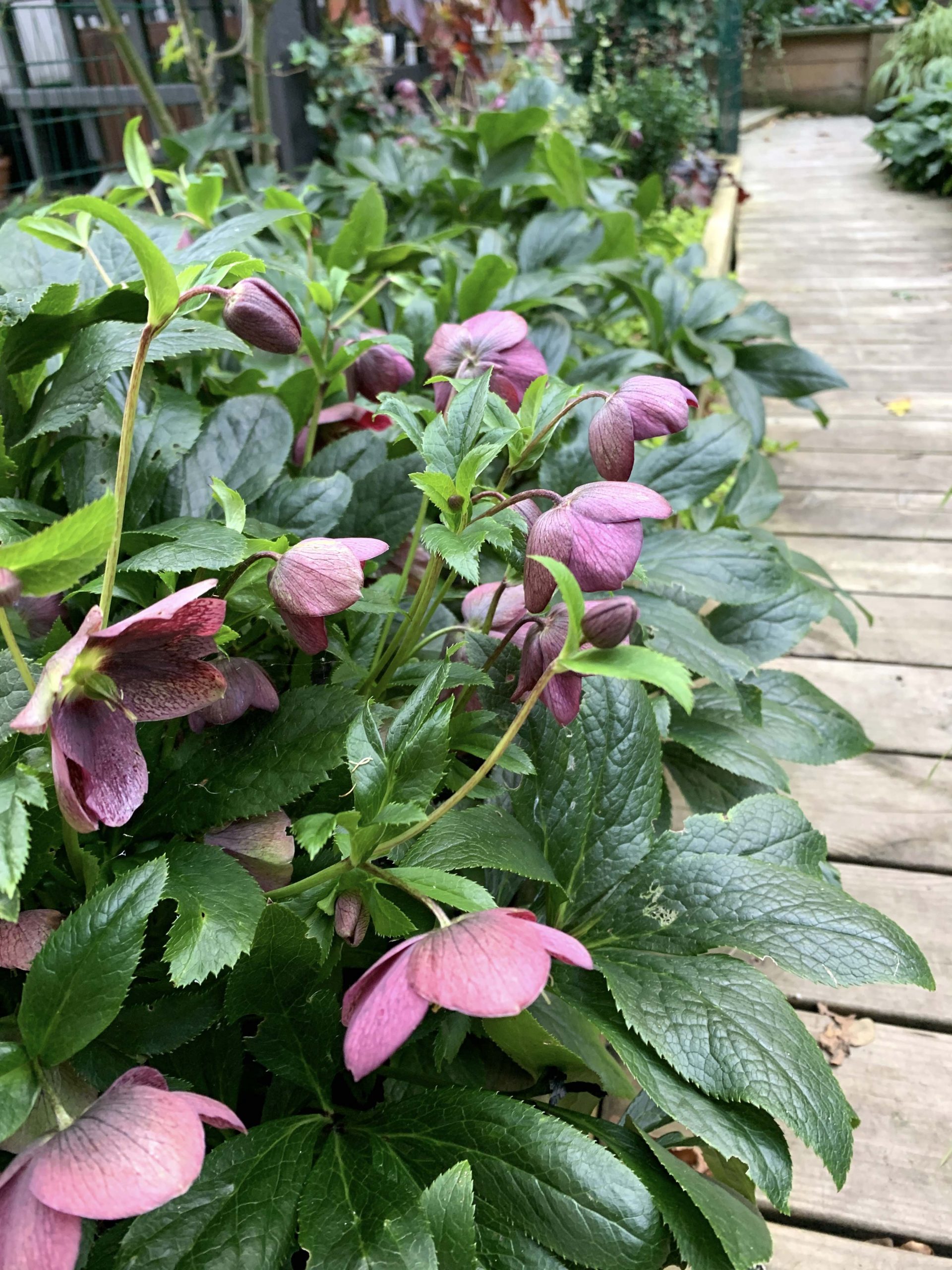 Natalia lindberg trädgårdsdesign - julros hellebore viv victoria Julrosor blommar på vintern