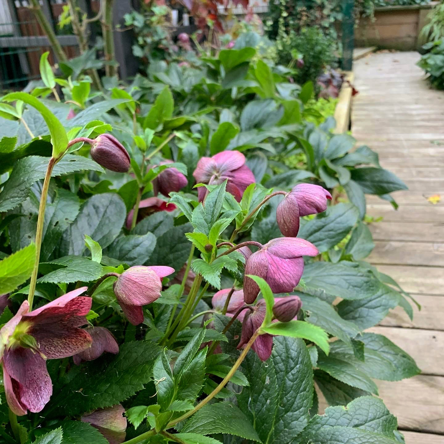Natalia lindberg trädgårdsdesign - julros Viv. Victoria Helleborus orientalis 'Viv Victoria' Julrosor blommar på vintern