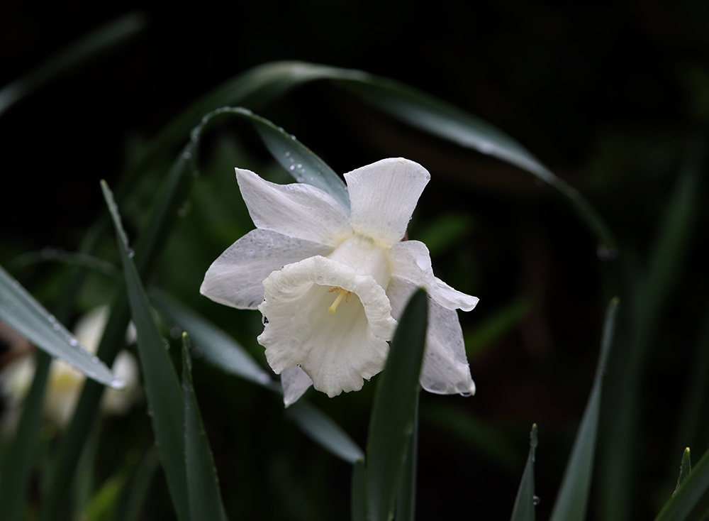 Narcissum thalia closeup - Natalia Lindberg Trädgårdsdesign