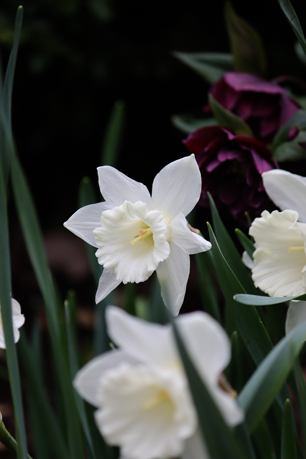 Narcissus thalia julros hellebore double ellen - Natalia Lindberg Trädgårdsdesign