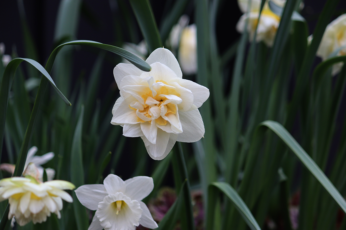 Narcissus white lion - Natalia Lindberg Trädgårdsdesign.jpg