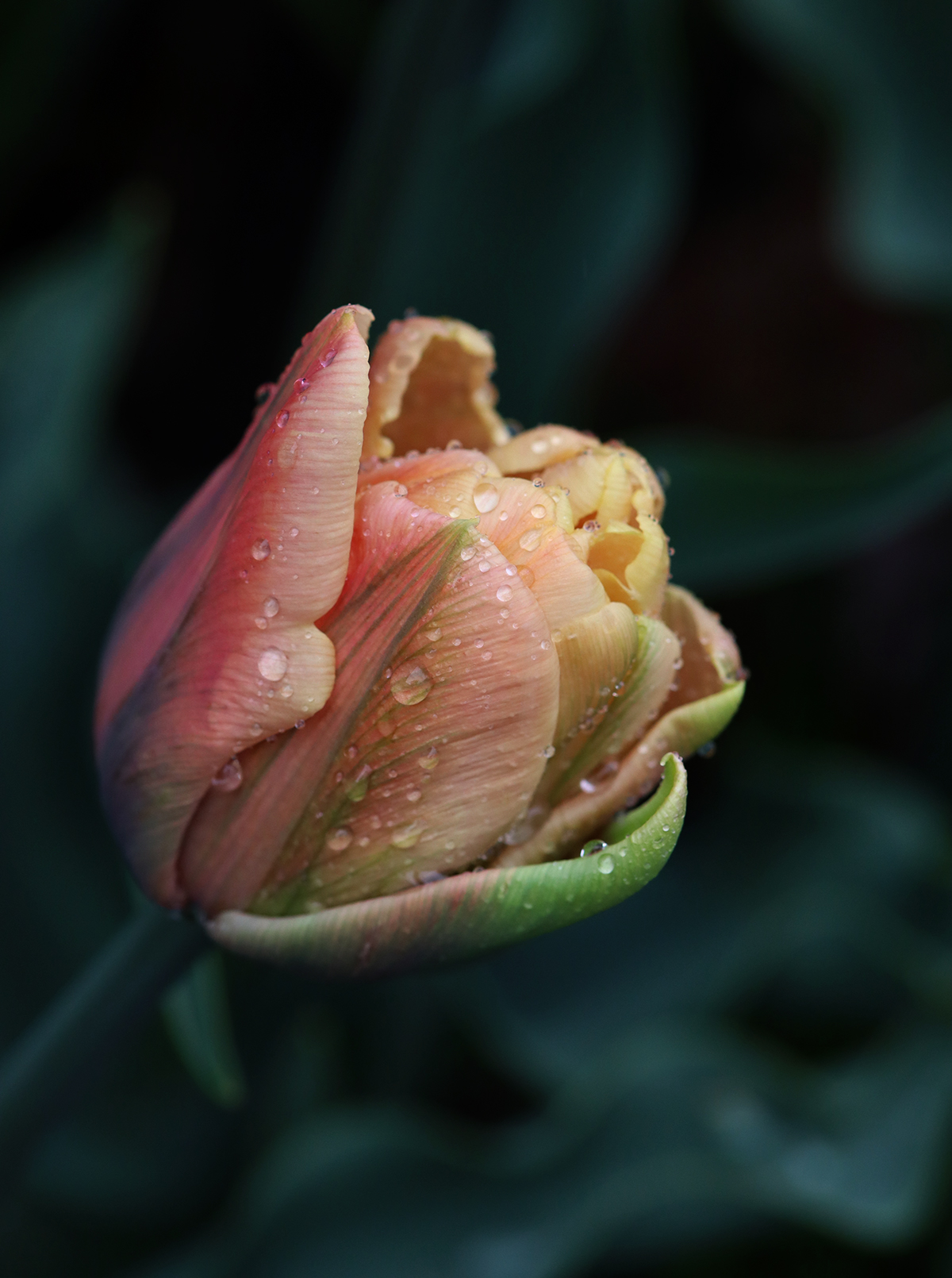 Tulip la belle epoque - Natalia Lindberg Trädgårdsdesign