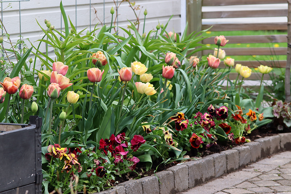 Tulip Tulpan 'La Belle Epoque' och Tulpan 'Creme Upstar' - Natalia Lindberg trädgårdsdesign