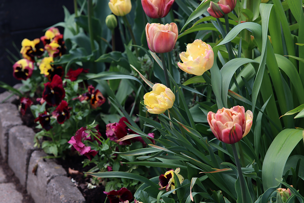 Tulip Tulpan 'La Belle Epoque' och Tulpan 'Creme Upstar'- Natalia Lindberg trädgårdsdesign