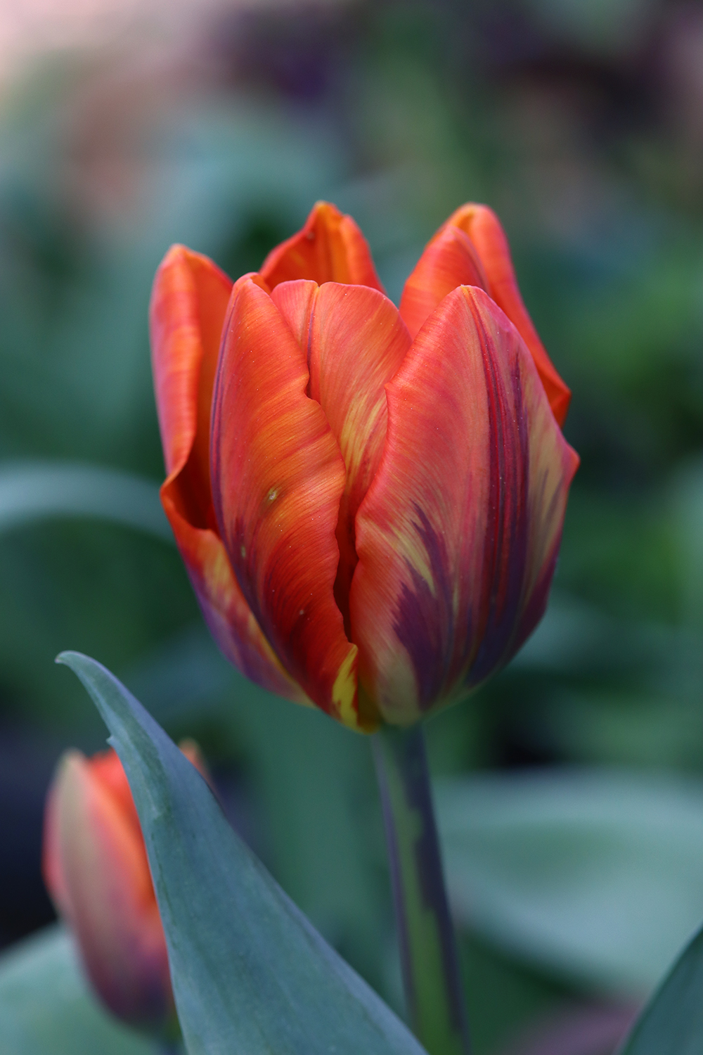 tulip princess irene - Natalia lindberg trädgårdsdesign