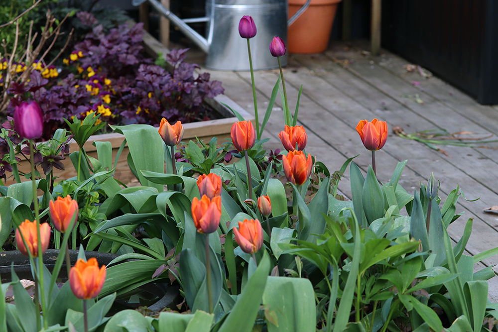 tulip princess irene alunrot heuchera plum pudding- Natalia lindberg trädgårdsdesign