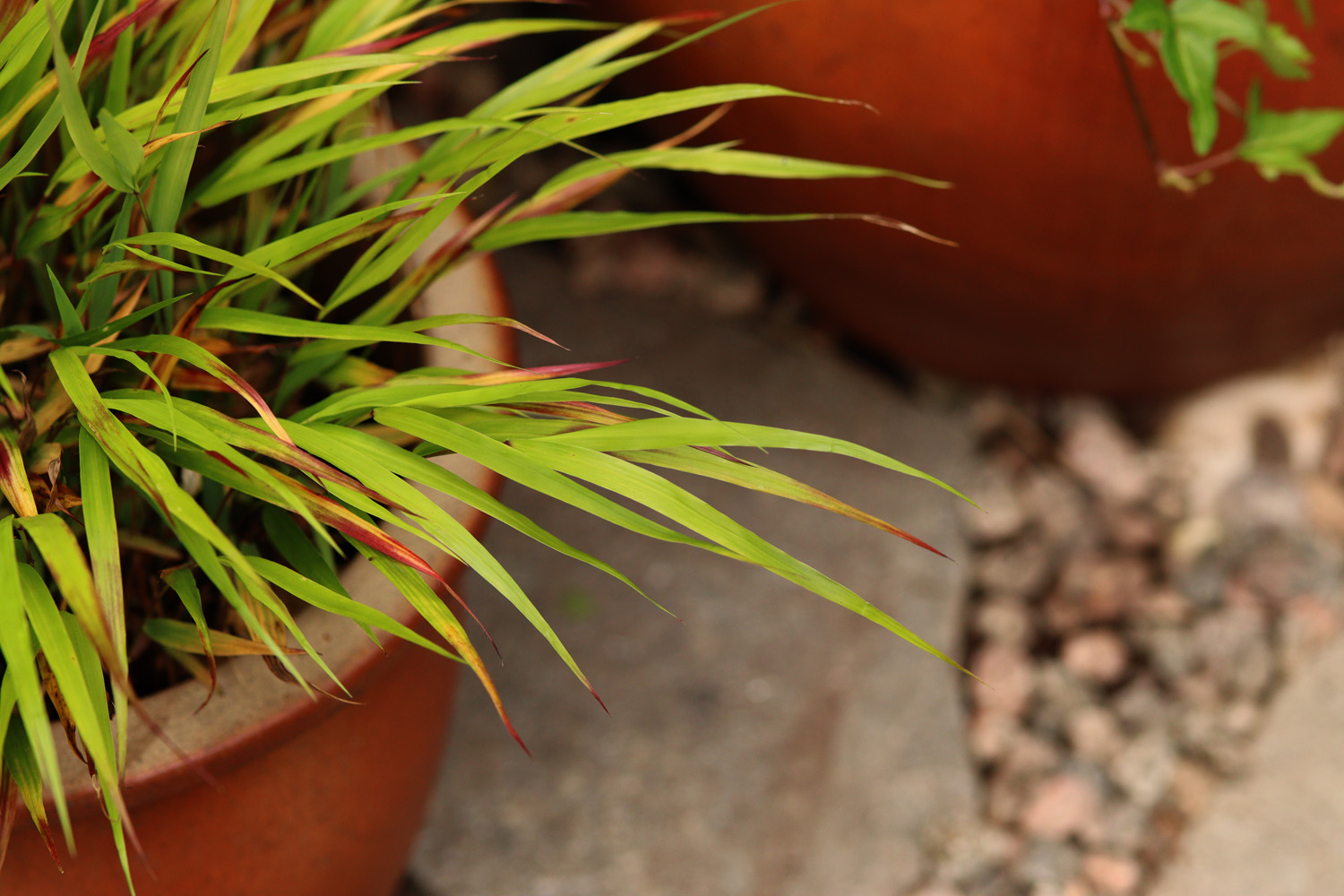 Hakonechloa Hakonegräs Beni Kaze container - Natalia Lindberg trädgårdsdesign