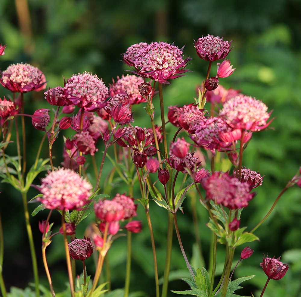 Stjärnflocka Rubra Astrantia Major - Natalia Lindberg Trädgårdsdesign